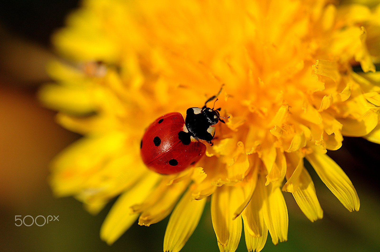 Nikon D300S sample photo. ...lady bug photography