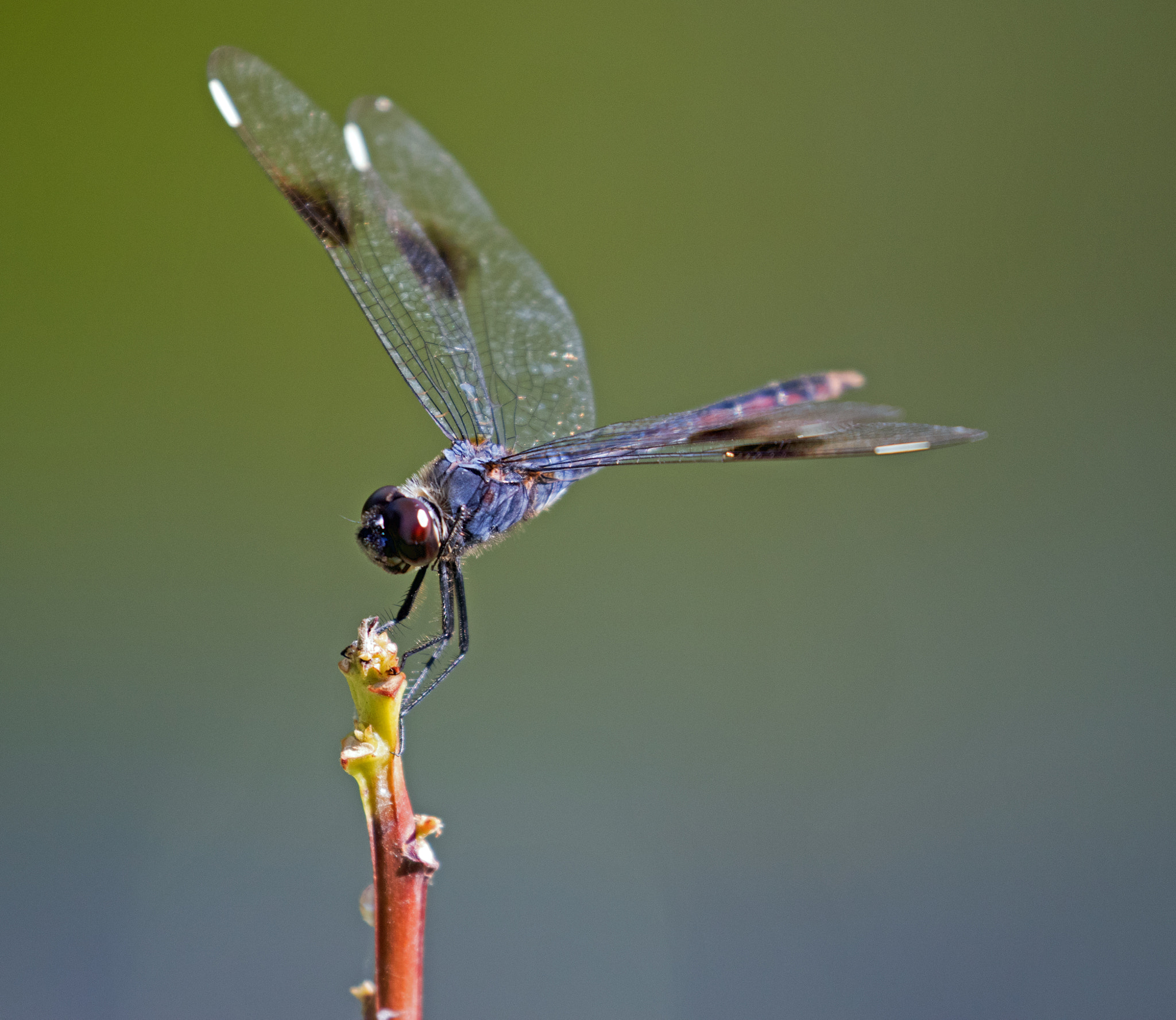 Canon EF 100-400mm F4.5-5.6L IS II USM sample photo. Dragonfly photography