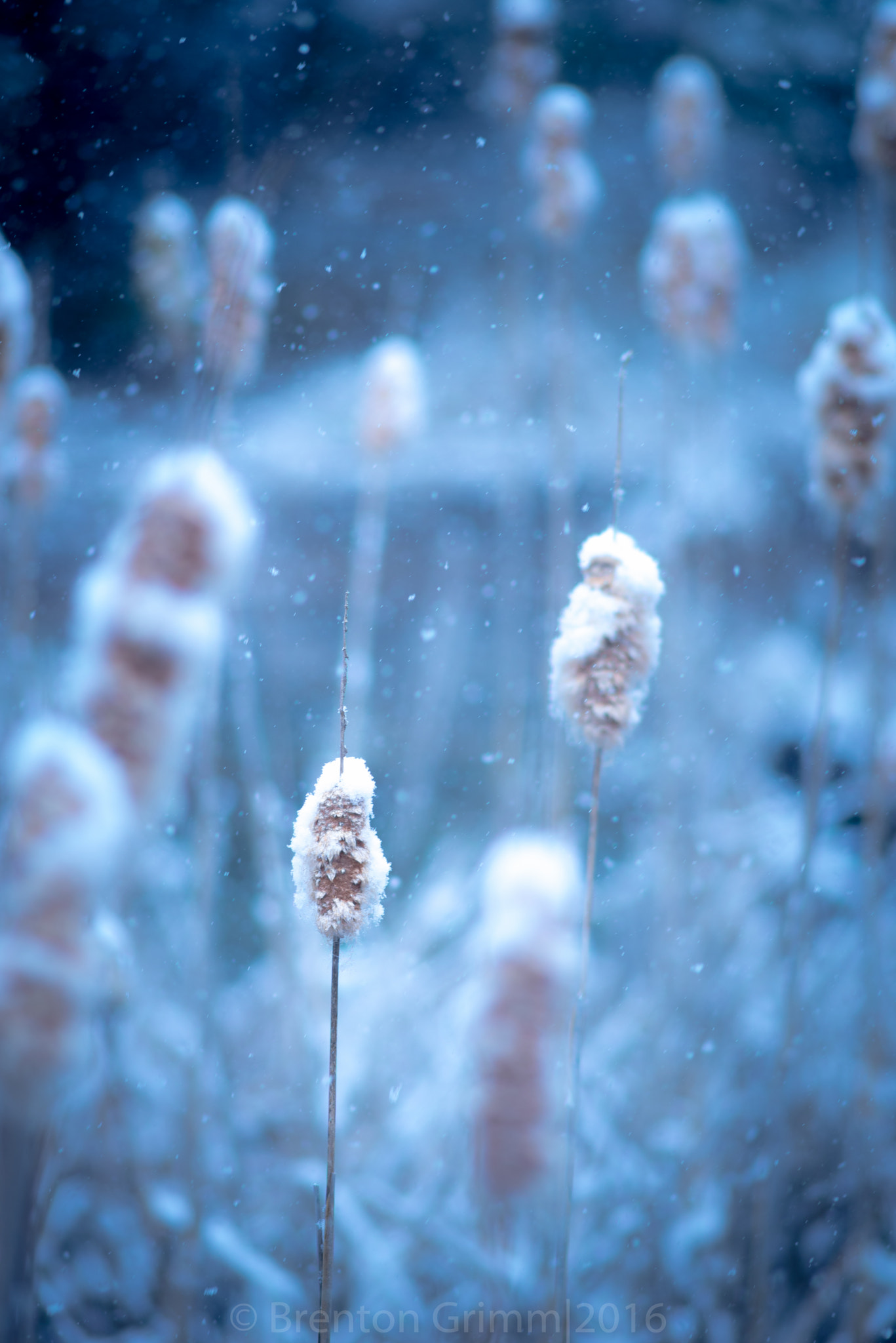 Nikon D610 + AF Nikkor 300mm f/4 IF-ED sample photo. April showers photography