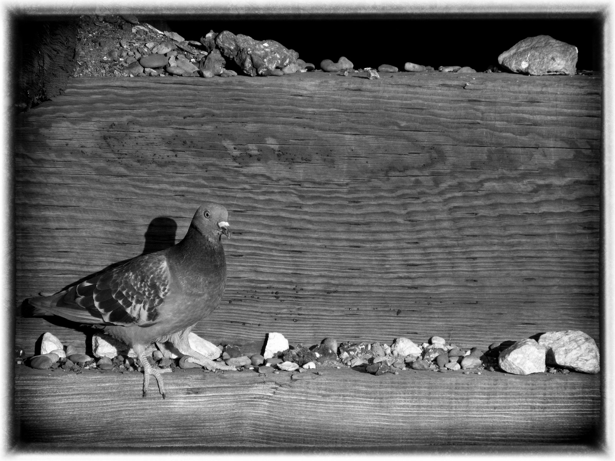 Canon PowerShot ELPH 340 HS (IXUS 265 HS / IXY 630) sample photo. Pigeon photography
