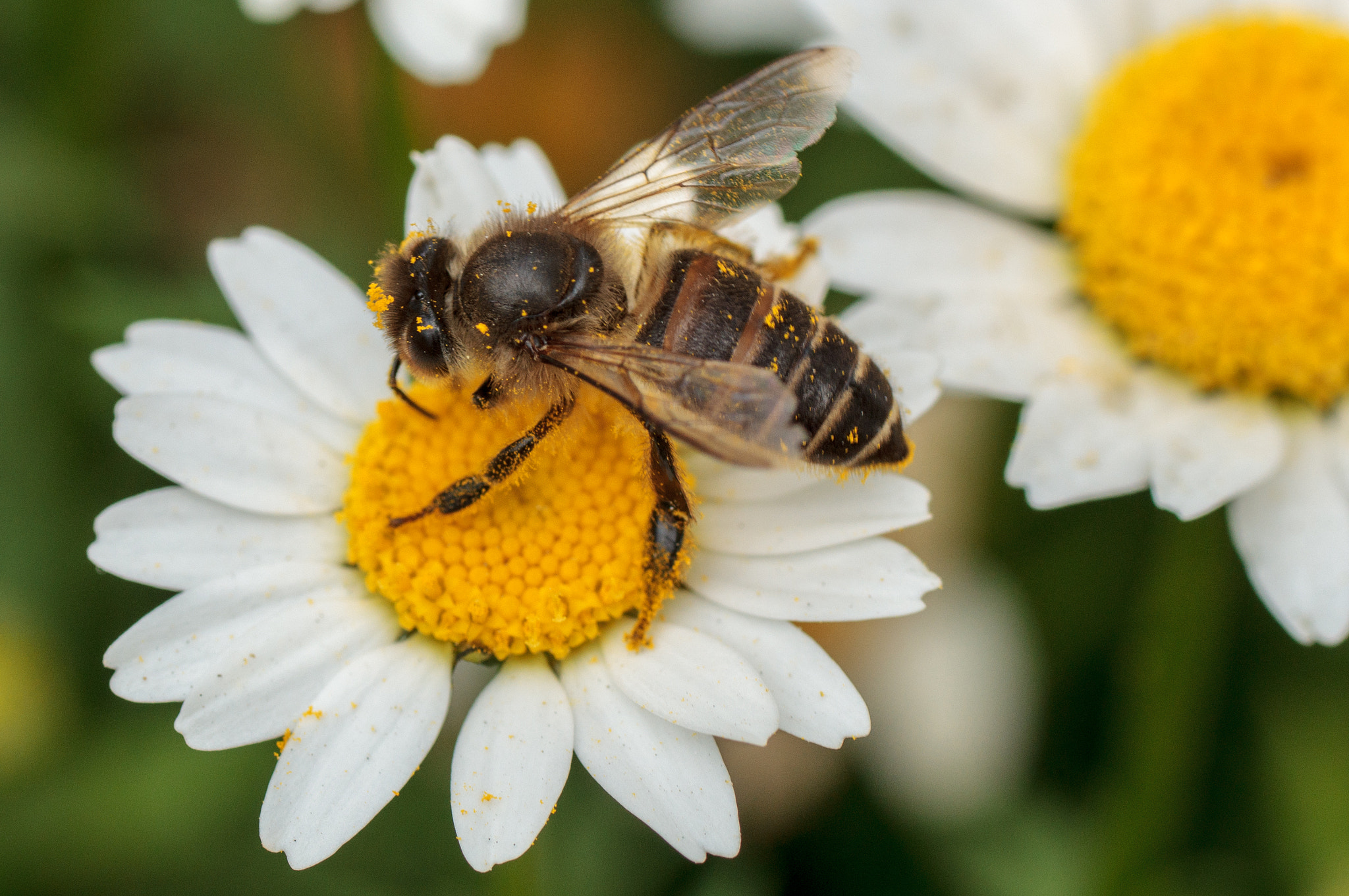 Sony SLT-A57 + Tamron SP AF 90mm F2.8 Di Macro sample photo. “little” bee photography