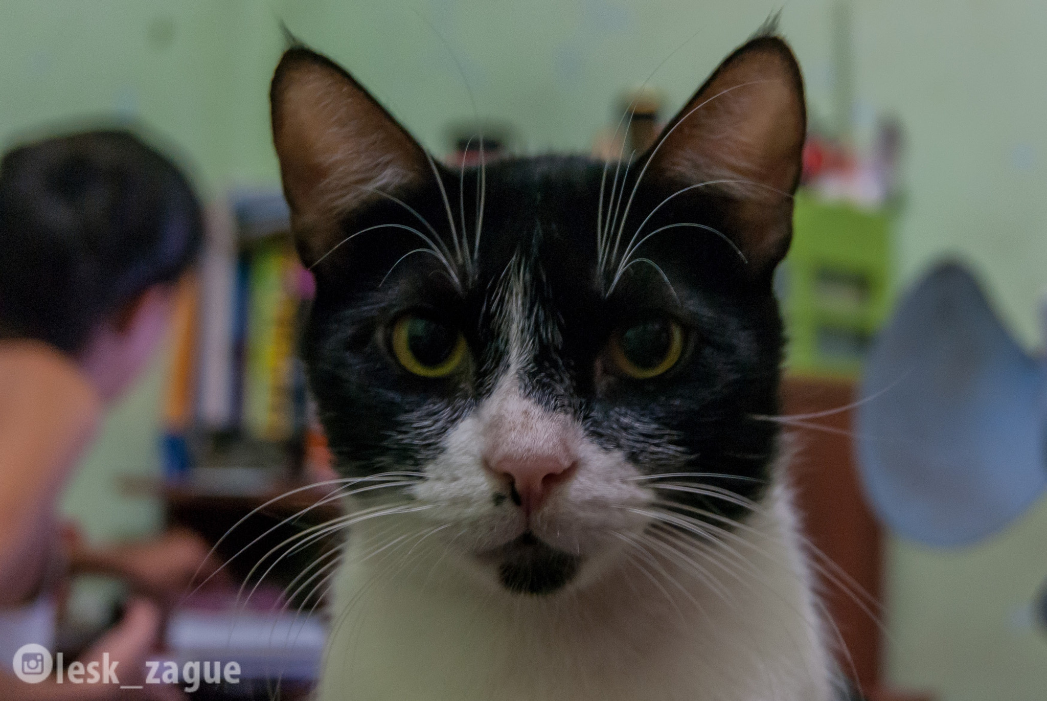 Sony Alpha DSLR-A230 + Sony DT 18-55mm F3.5-5.6 SAM sample photo. Meu pequeno gato  photography