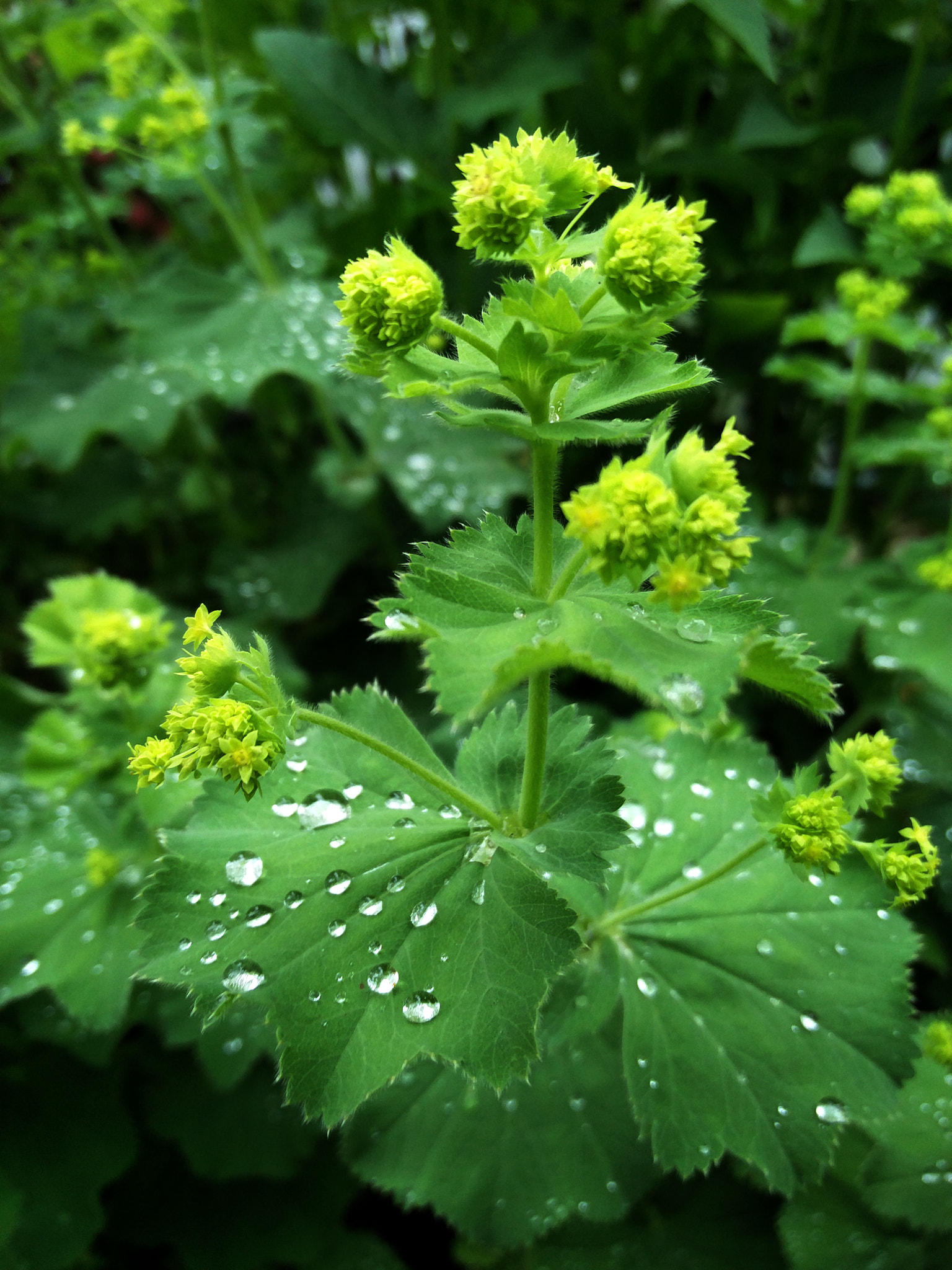 OnePlus ONE A2005 sample photo. Morning green photography