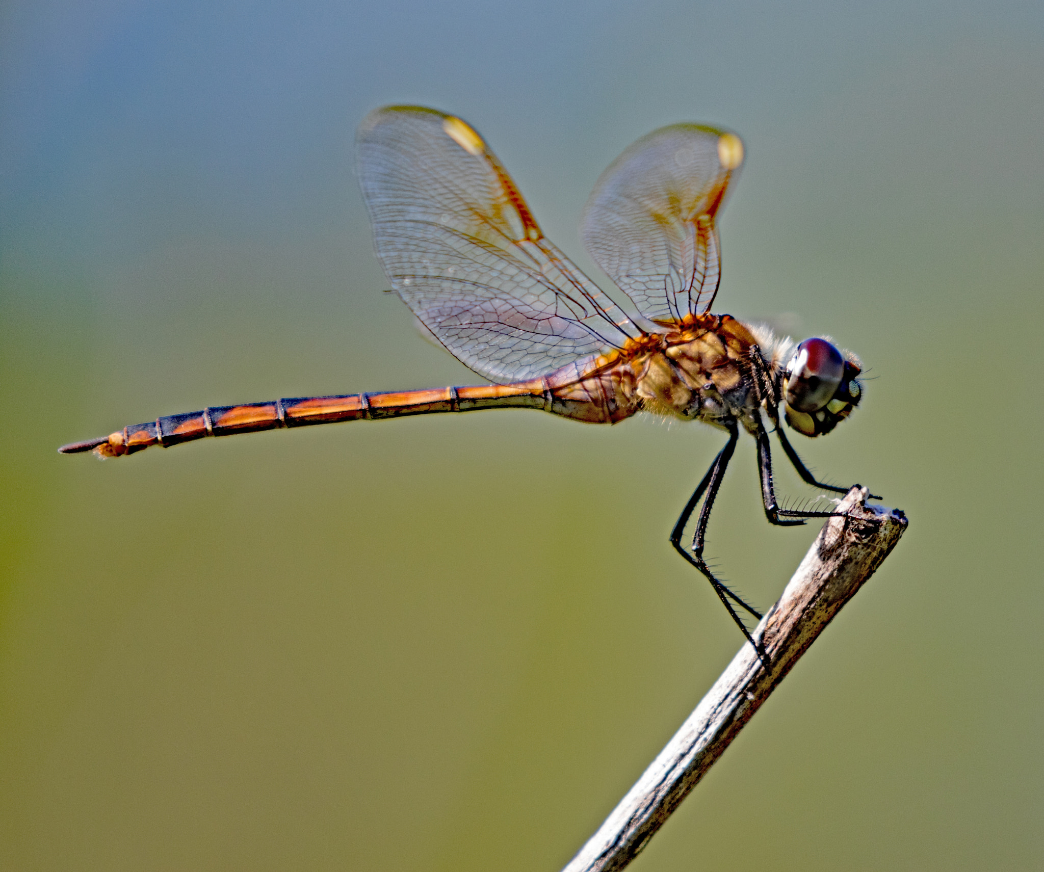 Canon EF 100-400mm F4.5-5.6L IS II USM sample photo. Dragonfly photography