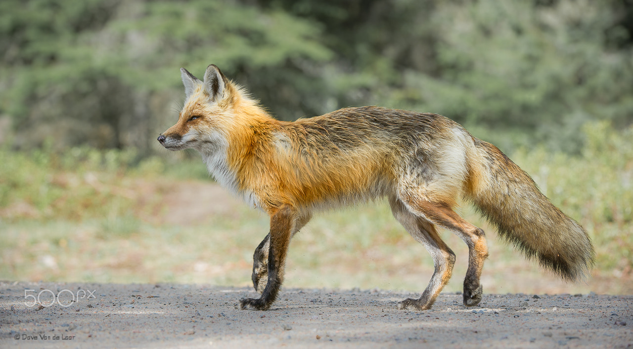 Nikon D3S + Nikon AF-S Nikkor 200-400mm F4G ED-IF VR sample photo. Red fox photography