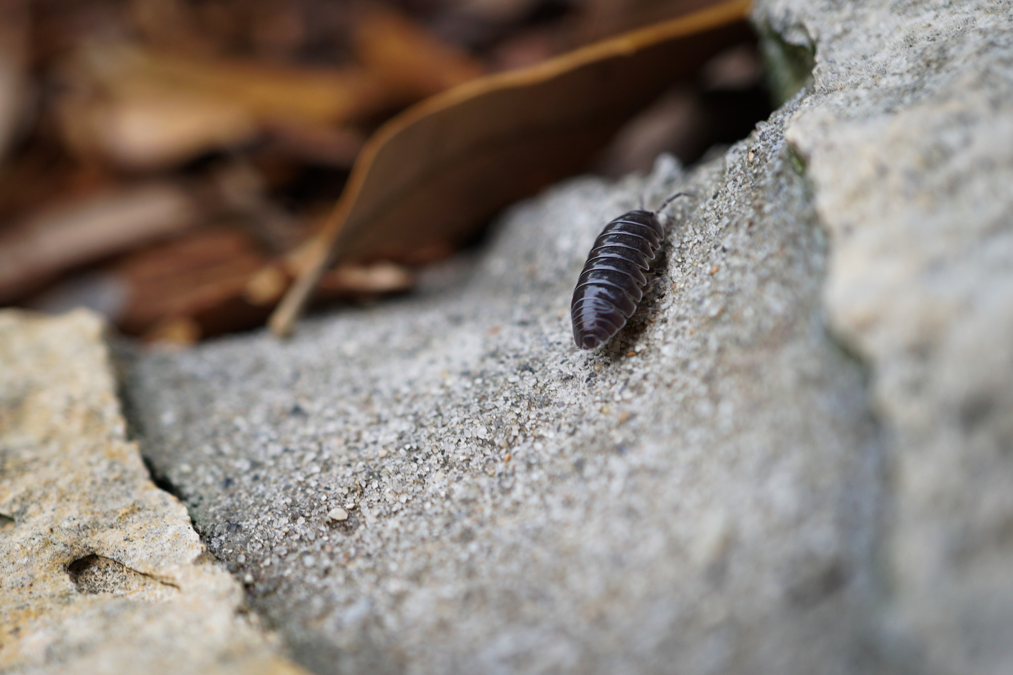 Sony a6300 + Sony E 30mm F3.5 Macro sample photo. Doodlebug or roly-poly? photography