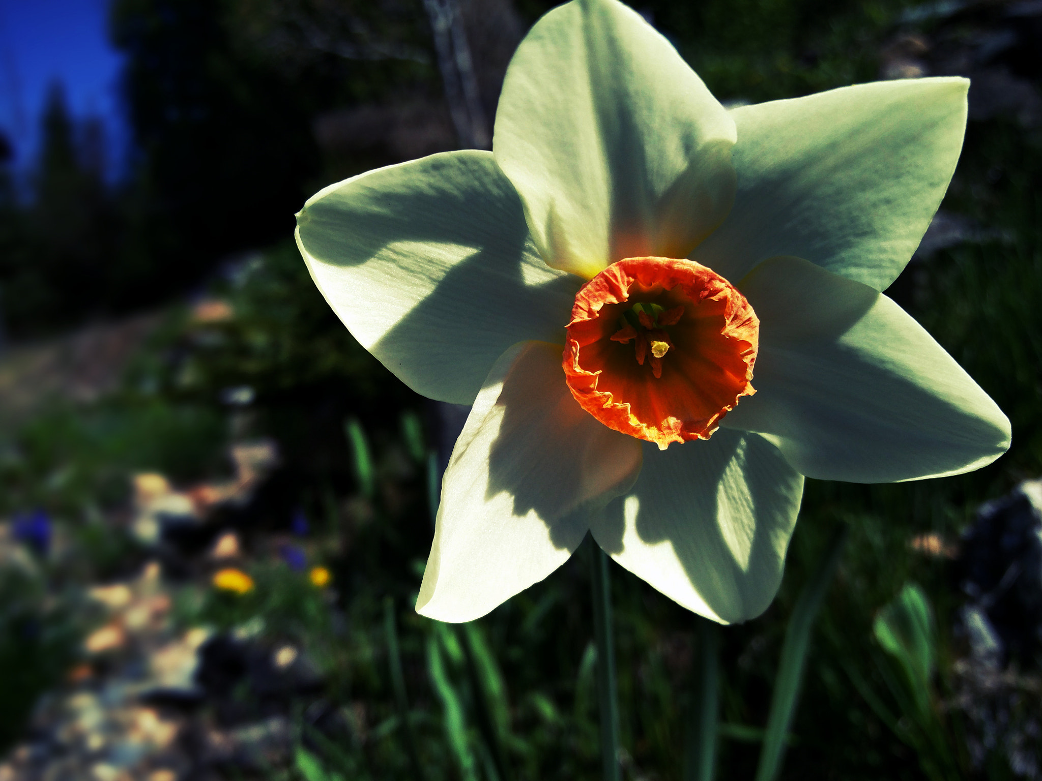 OnePlus ONE A2005 sample photo. Evening flower photography