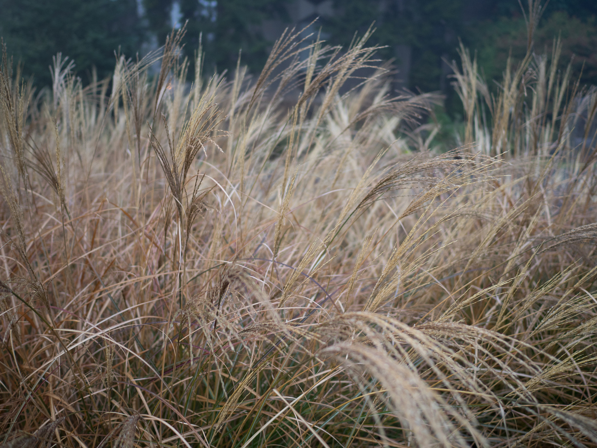 Olympus OM-D E-M1 + LEICA DG SUMMILUX 15/F1.7 sample photo. Disobedient grass photography