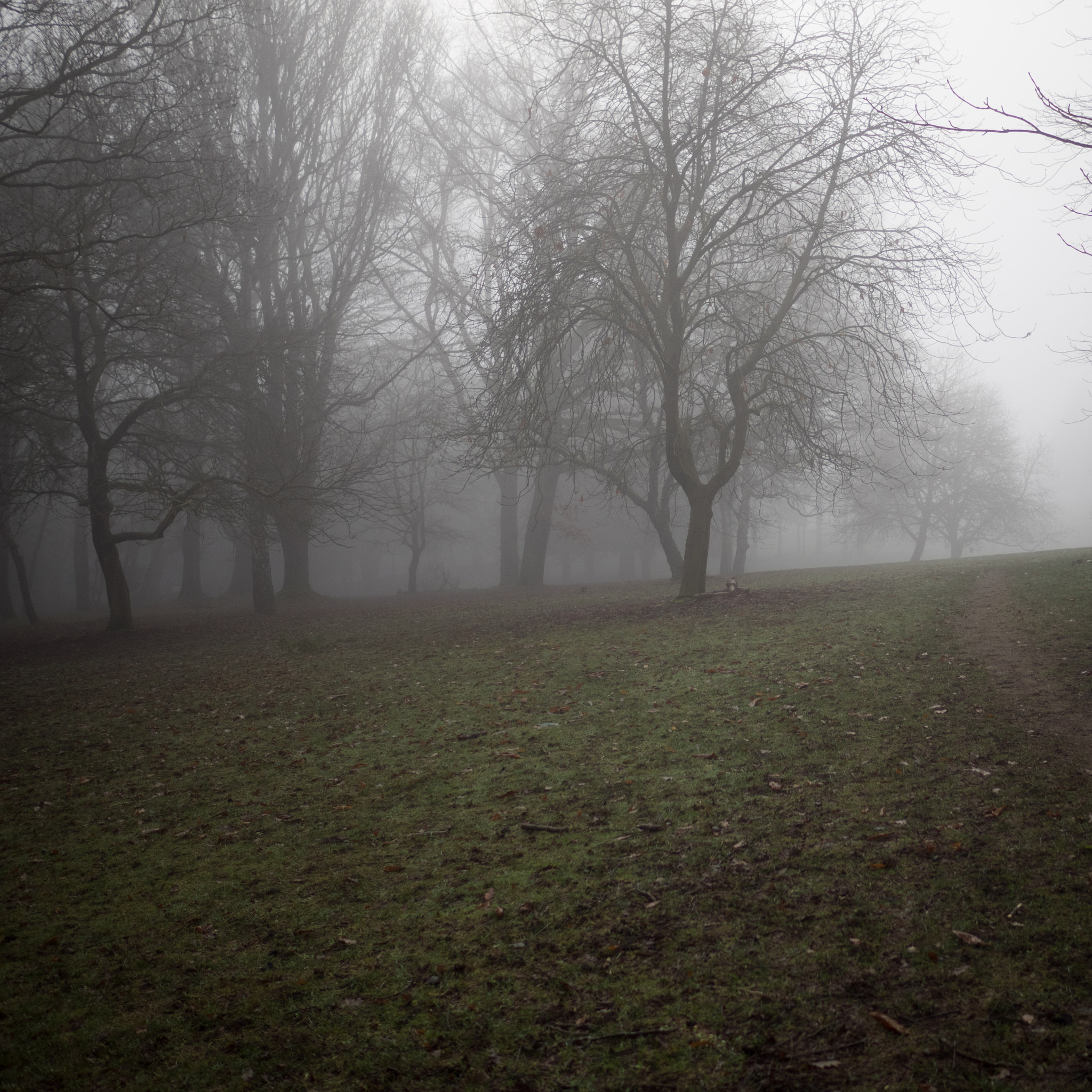 Olympus OM-D E-M1 + LEICA DG SUMMILUX 15/F1.7 sample photo. Woodland park photography