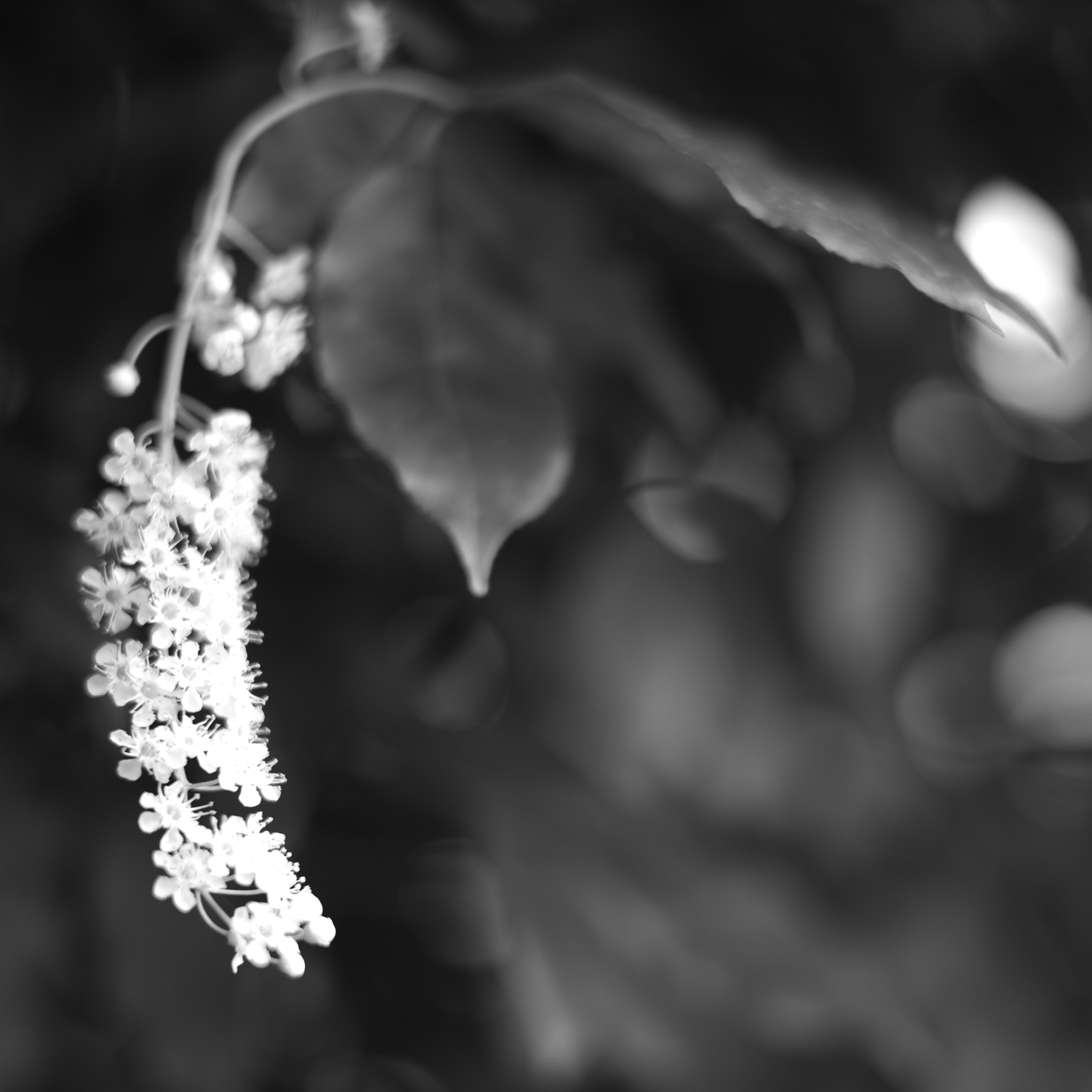 Leica Summilux-M 50mm F1.4 ASPH sample photo. Catching the light photography