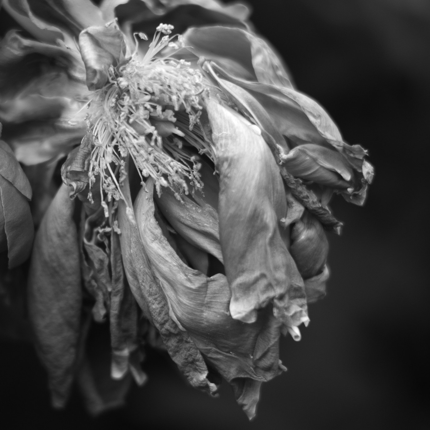 Leica Summilux-M 50mm F1.4 ASPH sample photo. Worn blossom photography
