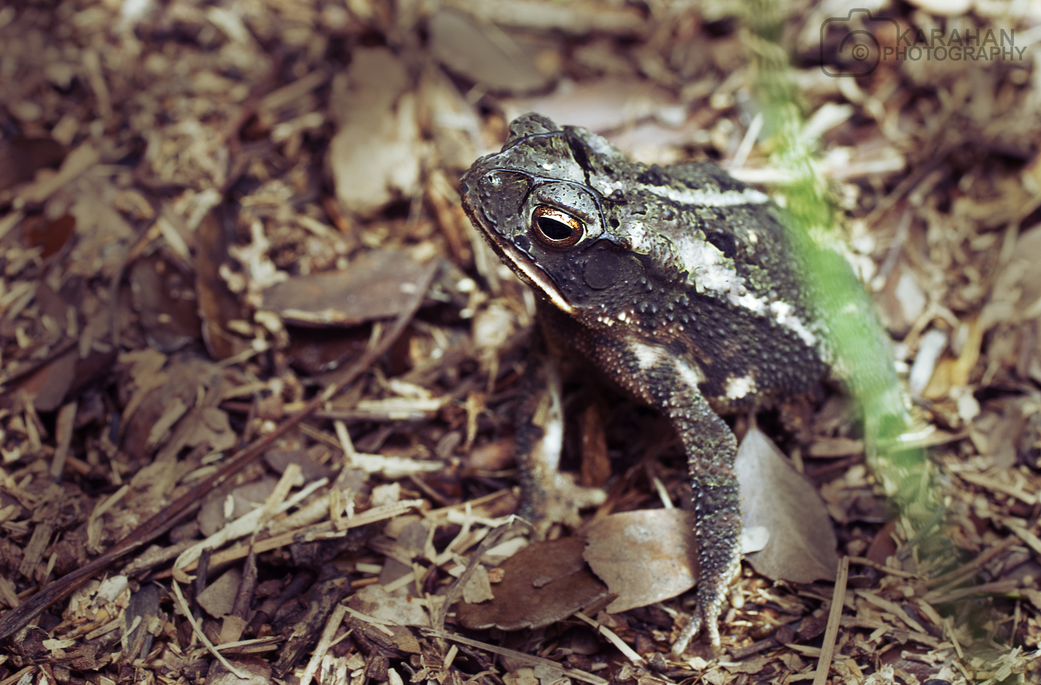 Sony a99 II + Tamron SP AF 90mm F2.8 Di Macro sample photo. Backyard frog photography