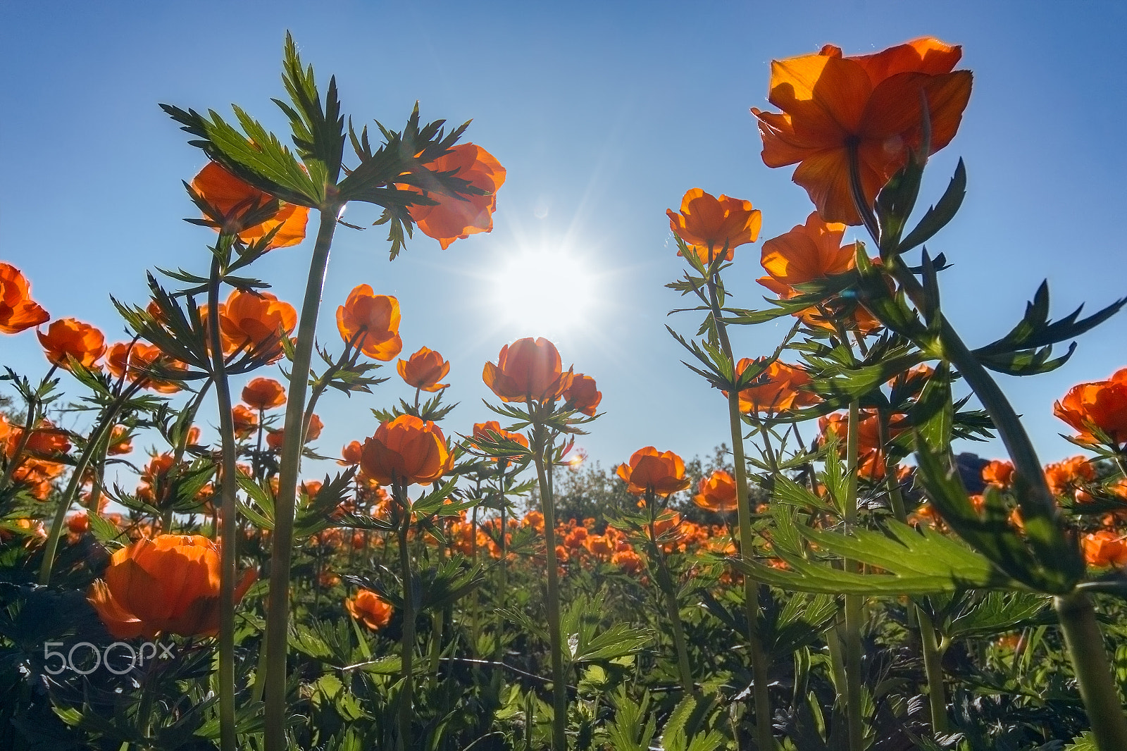 Sigma 10-20mm F3.5 EX DC HSM sample photo. Favorite flower trolls photography