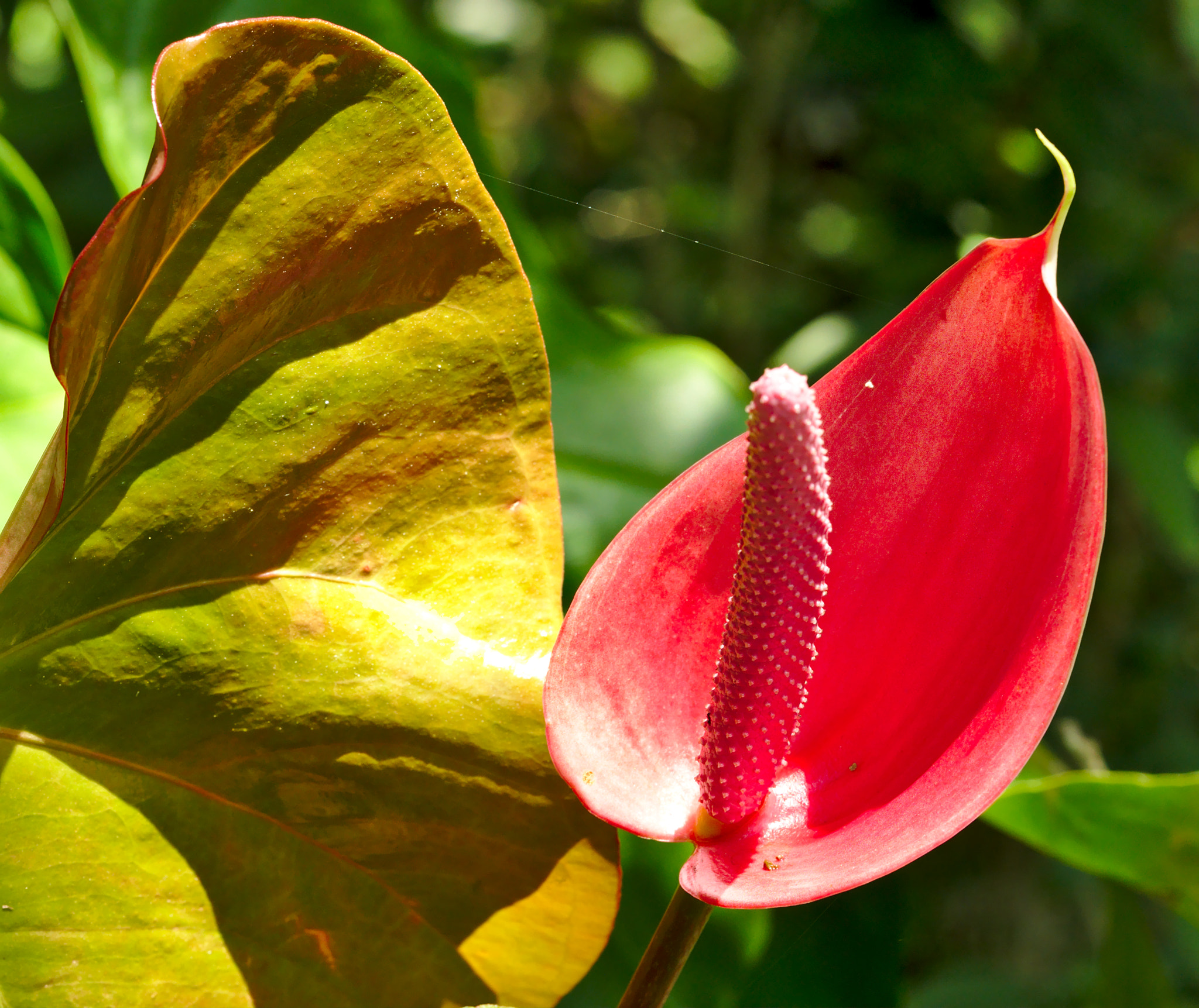 ZEISS Otus 85mm F1.4 sample photo. A red vampire lily photography