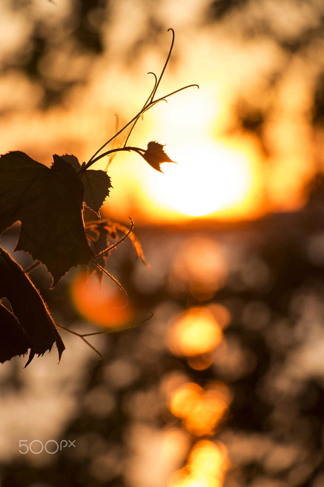 Canon EOS M sample photo. Magical fairy vine photography