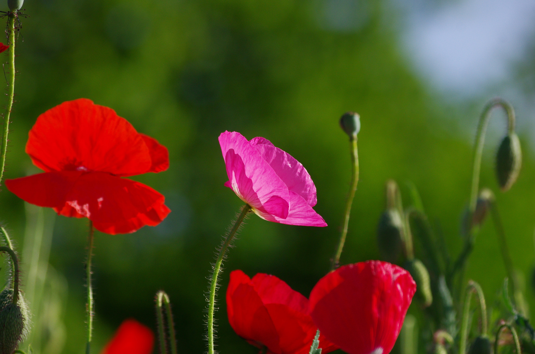 smc PENTAX-DA L 55-300mm F4-5.8 ED sample photo. Poppy in different colors photography