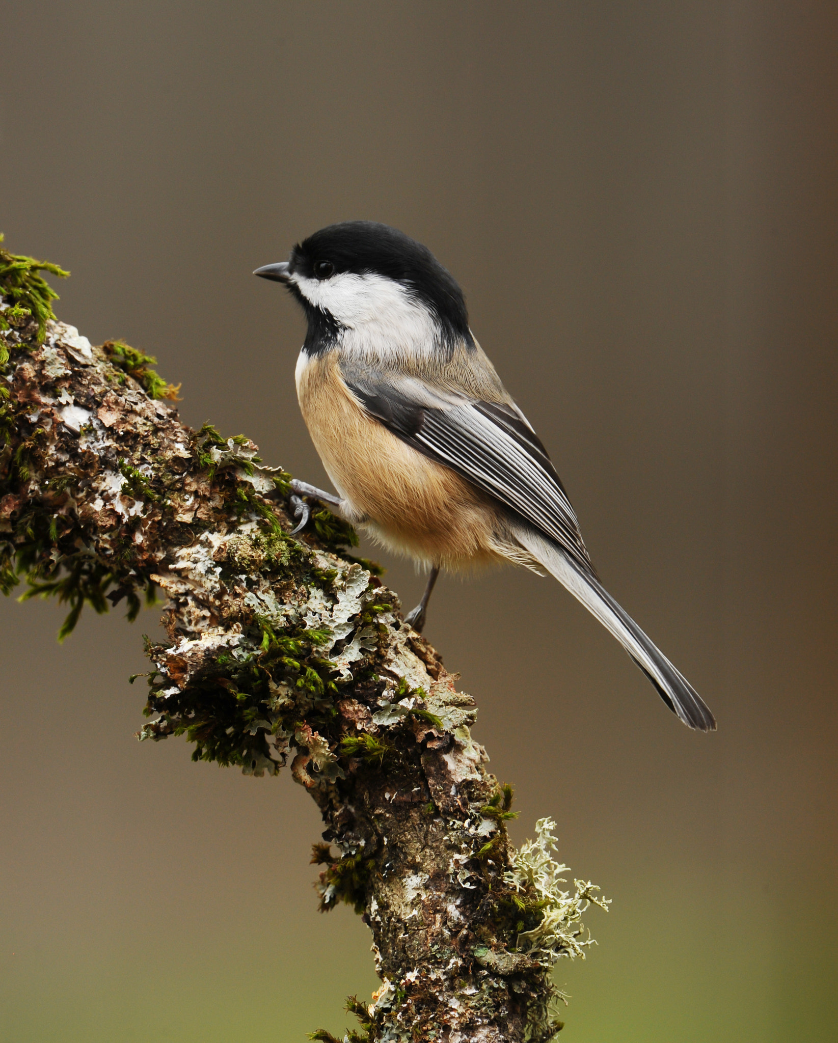 Nikon AF-S Nikkor 400mm F2.8G ED VR II sample photo. Chickadee photography