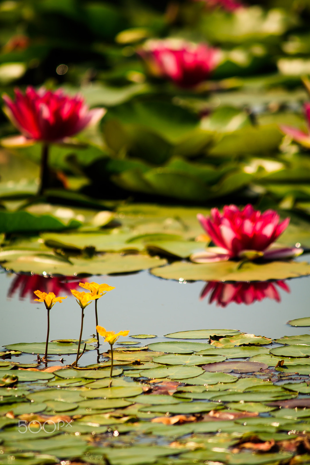 Canon EF-S 55-250mm F4-5.6 IS sample photo. Lotus flowers photography