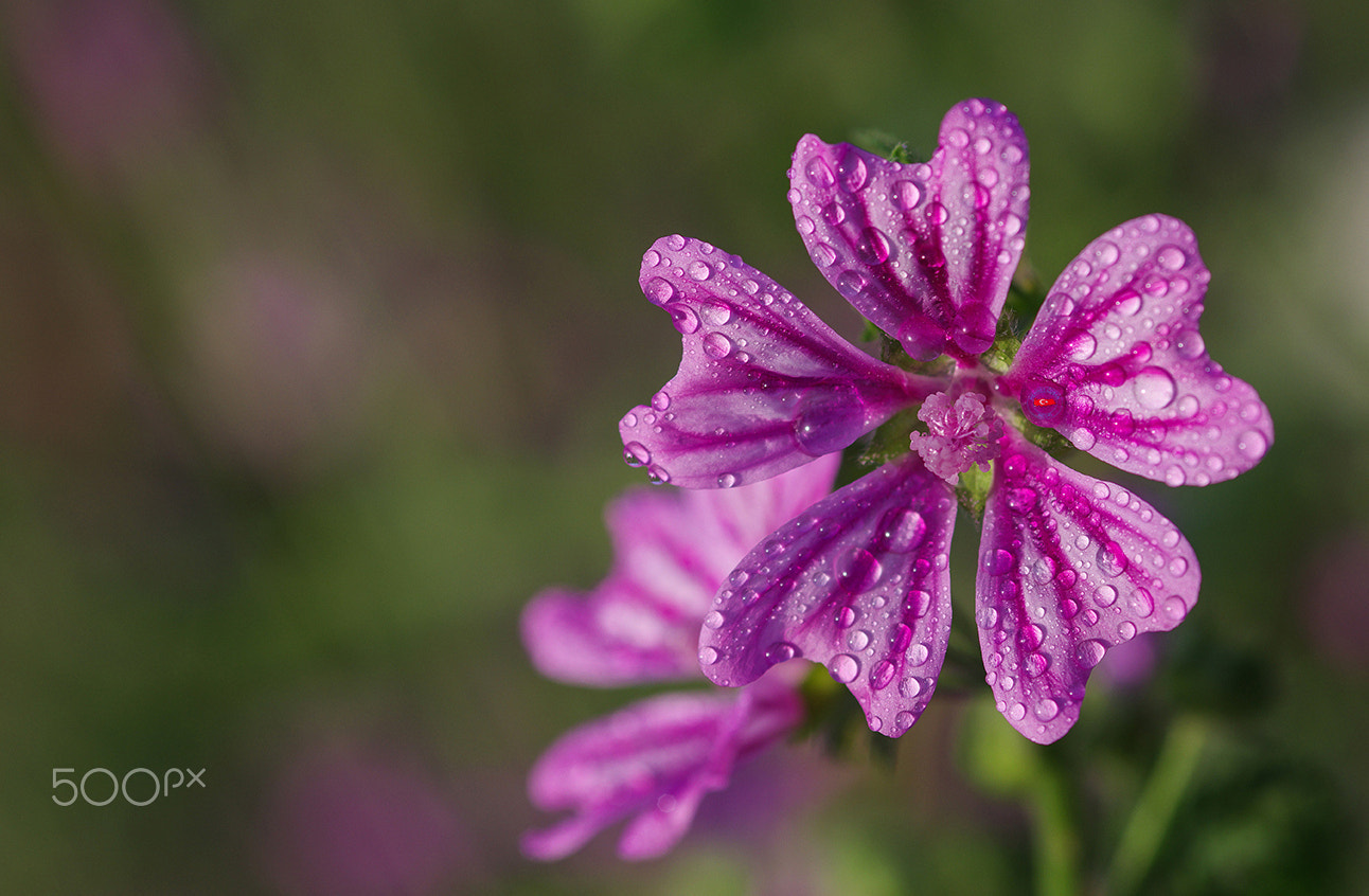 Pentax K-3 II + Sigma sample photo. 5 hearts photography