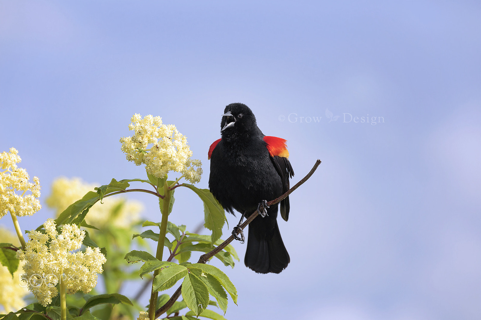 Canon EOS 6D + Canon EF 100-400mm F4.5-5.6L IS II USM sample photo. Redwingblackbird photography