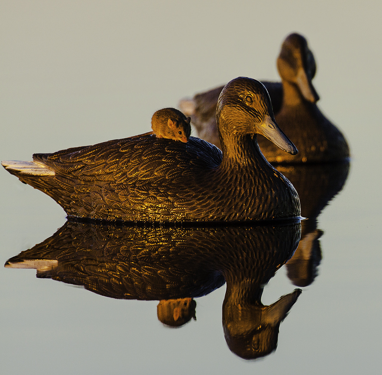 Canon EOS 50D + Canon EF 70-300mm F4-5.6L IS USM sample photo. Duck and mouse photography