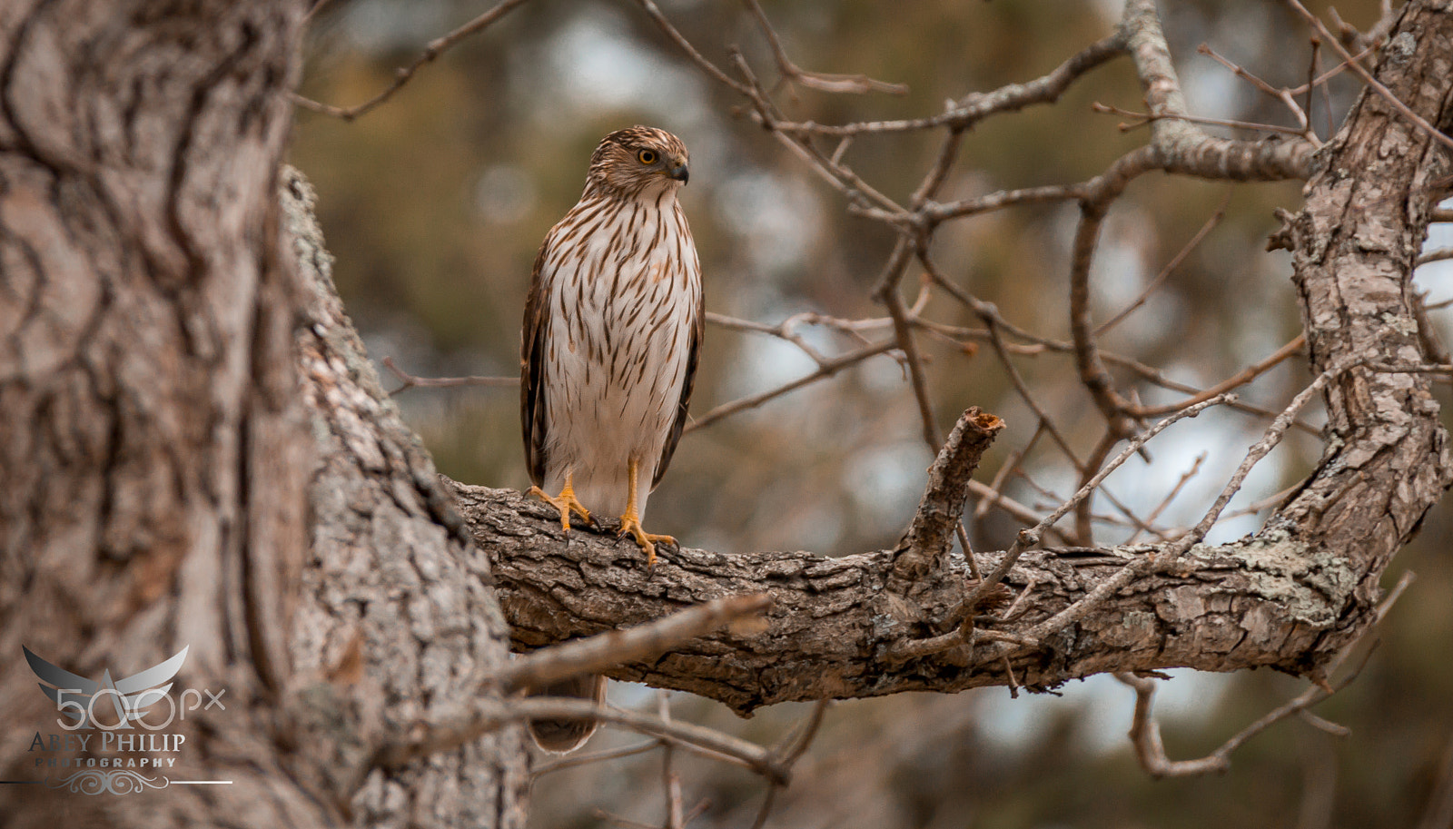 Canon EF 28-300mm F3.5-5.6L IS USM sample photo. Hawk photography