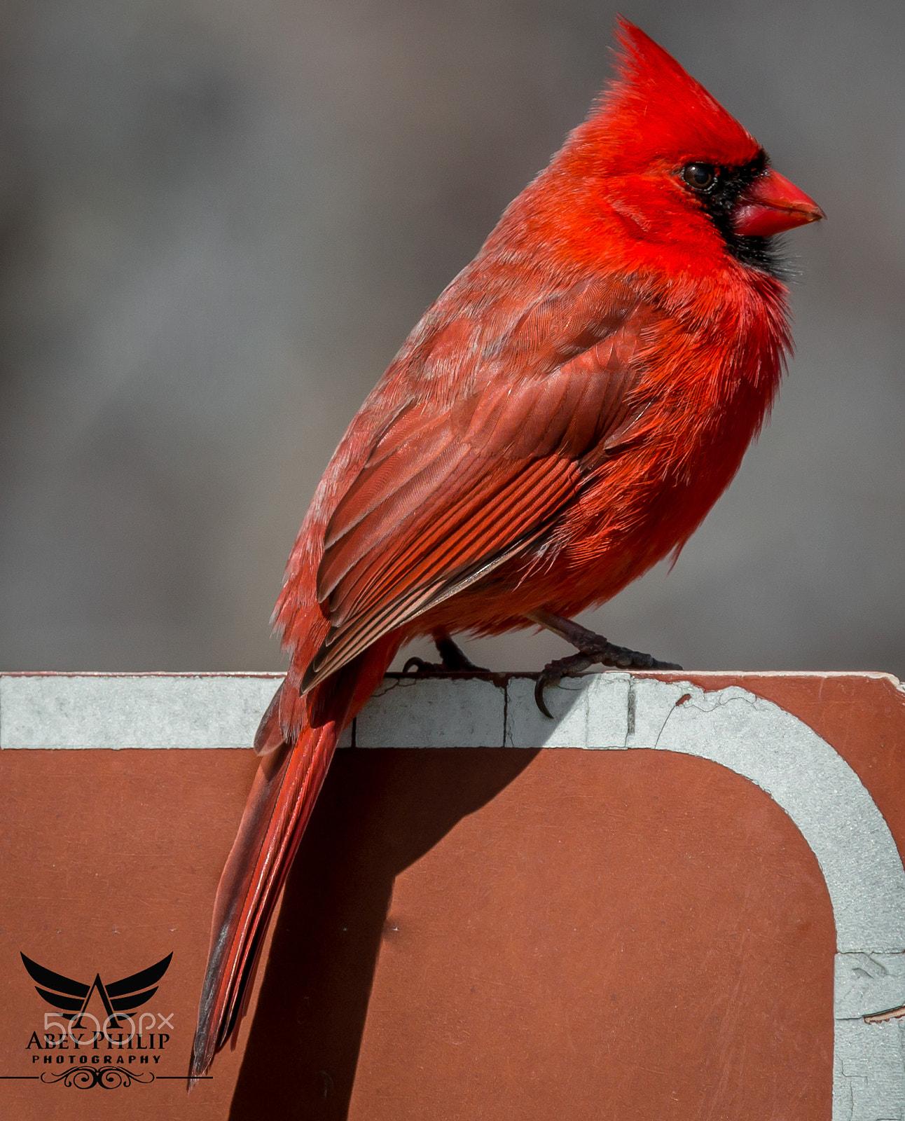 Canon EOS 70D + Canon EF 28-300mm F3.5-5.6L IS USM sample photo. Red cardinal photography