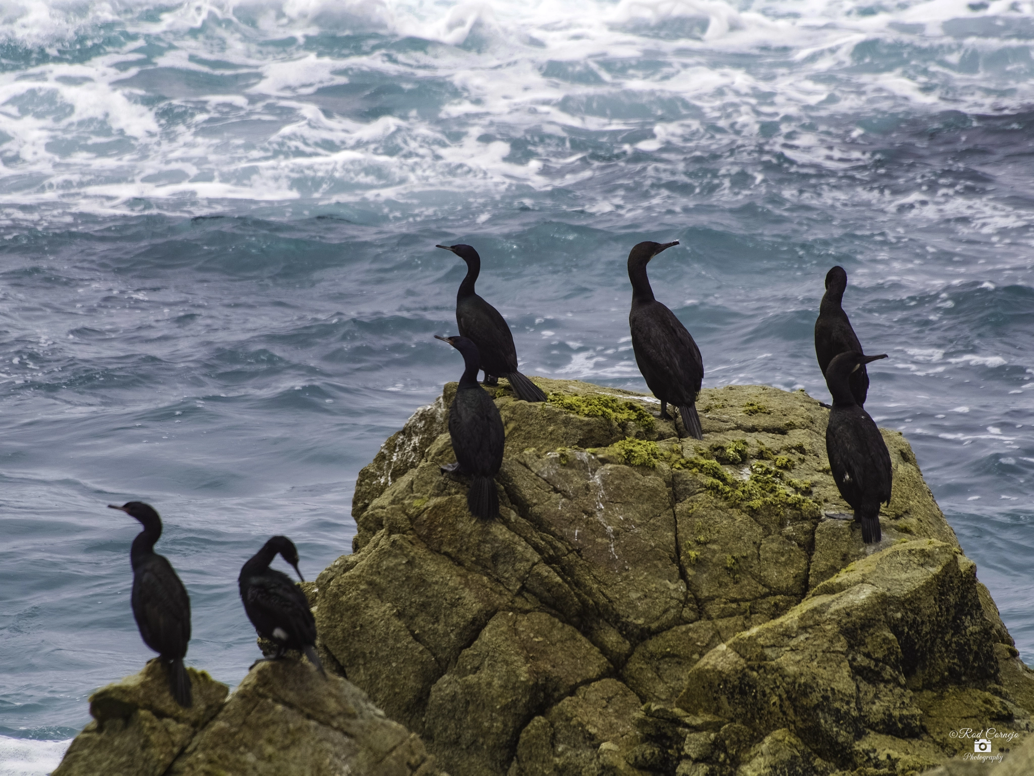 Olympus Zuiko Digital ED 70-300mm F4.0-5.6 sample photo. Brandt's cormorant... photography