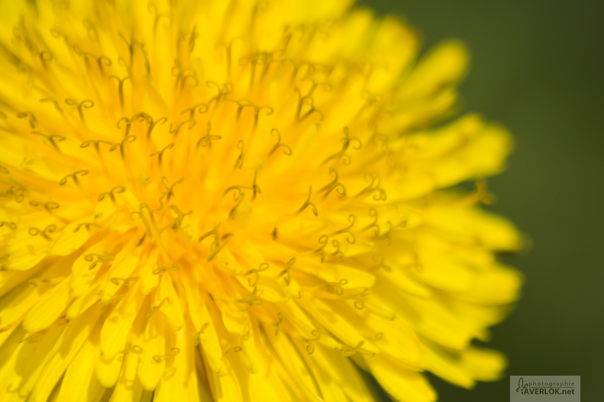 Sigma 70-300mm F4-5.6 APO DG Macro sample photo. Pissenlit... photography