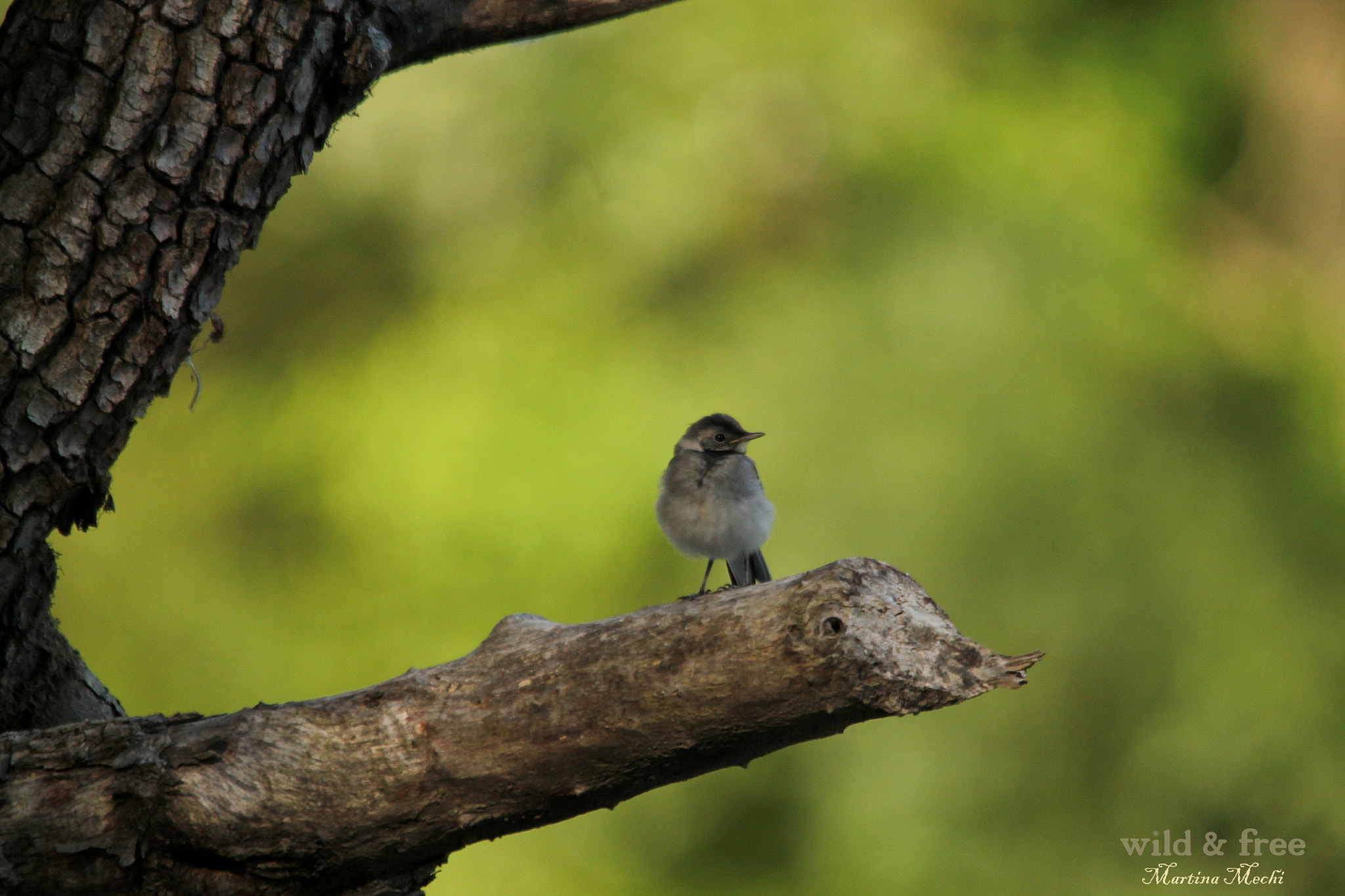 Sigma 150-500mm F5-6.3 DG OS HSM sample photo. *fly little bird* photography