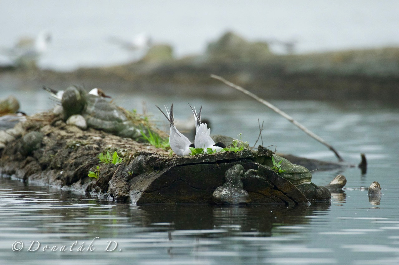 Canon EF 200-400mm F4L IS USM Extender 1.4x sample photo. Dancing terns photography