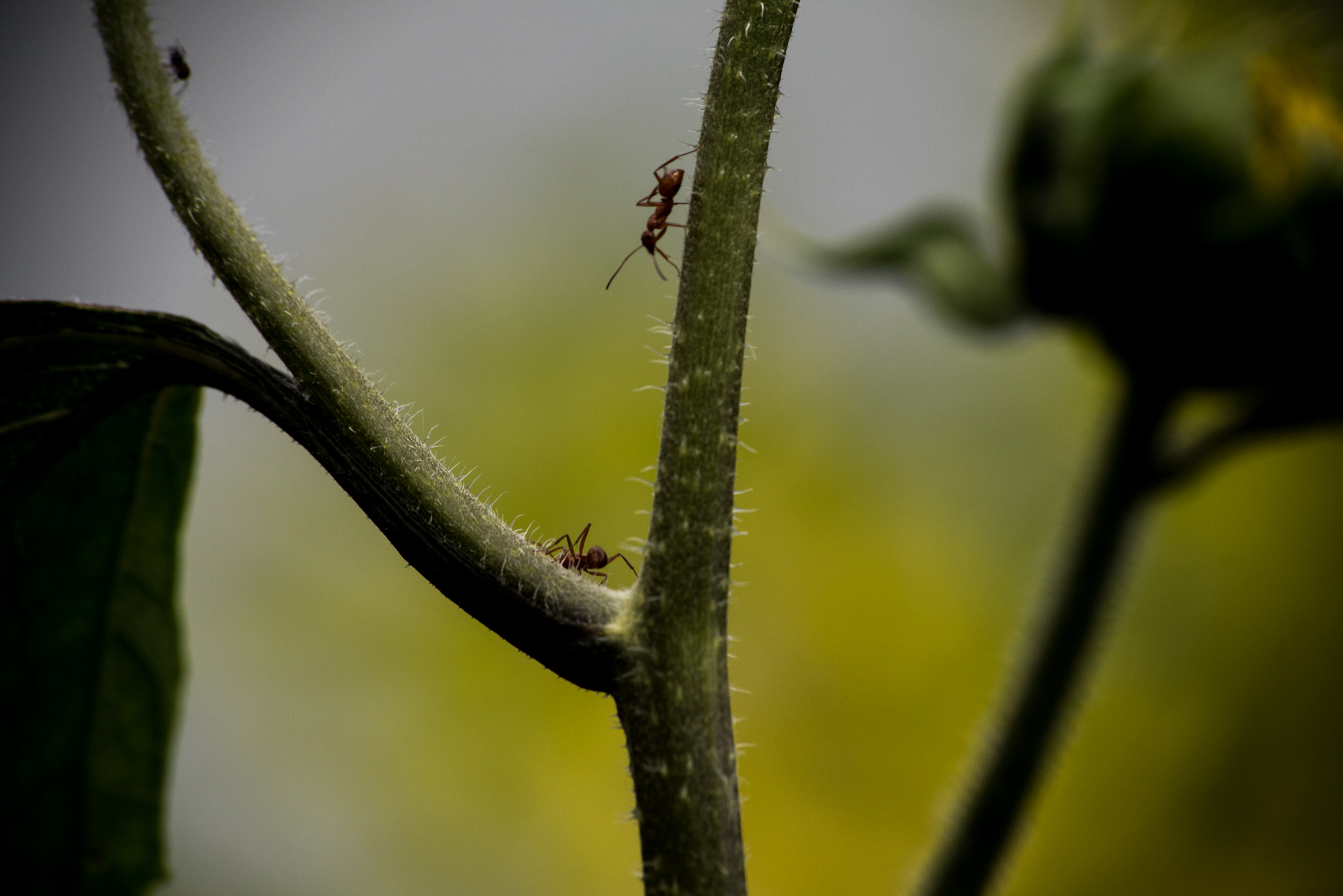 Sigma 70-300mm F4-5.6 APO DG Macro sample photo. I'll title them later photography