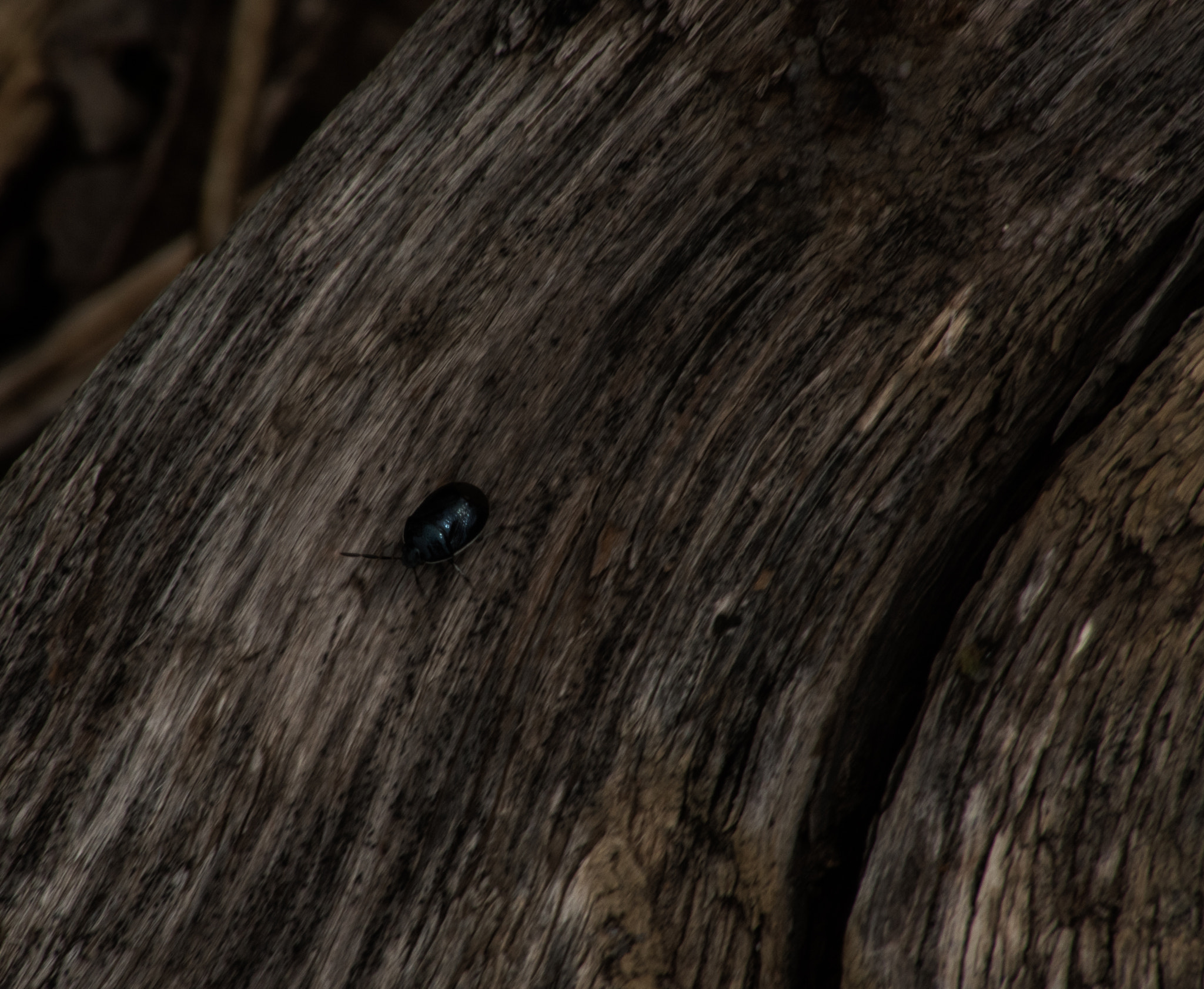 Sigma 70-300mm F4-5.6 APO DG Macro sample photo. I'll title them later photography