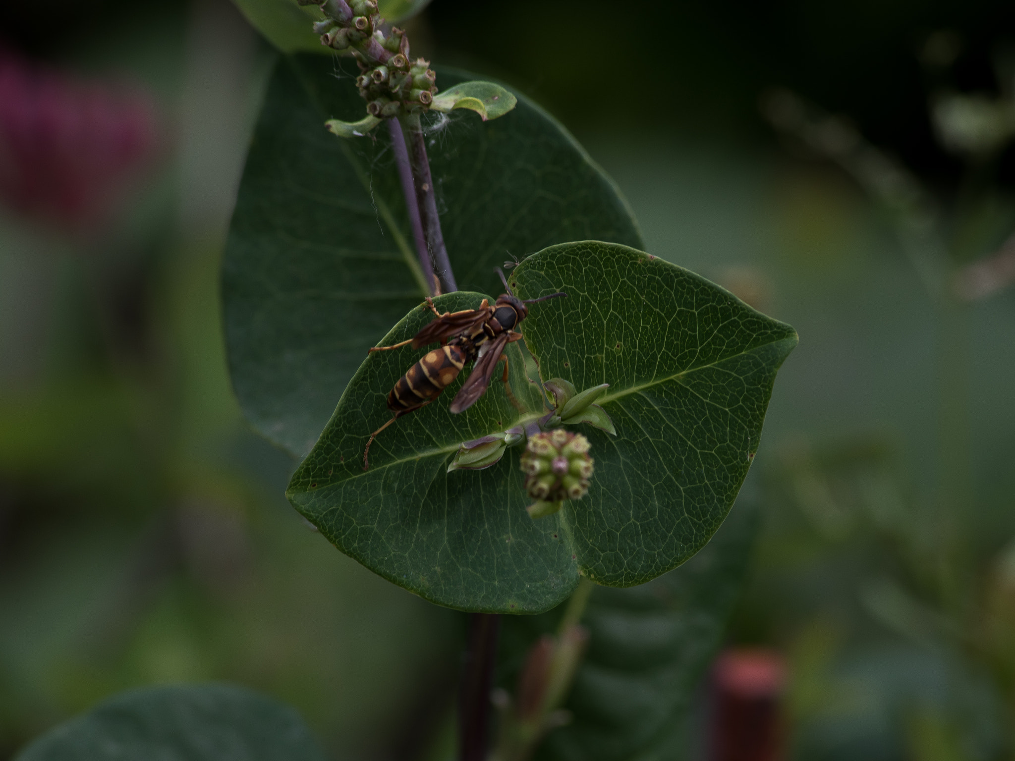 Sigma 70-300mm F4-5.6 APO DG Macro sample photo. I'll title them later photography