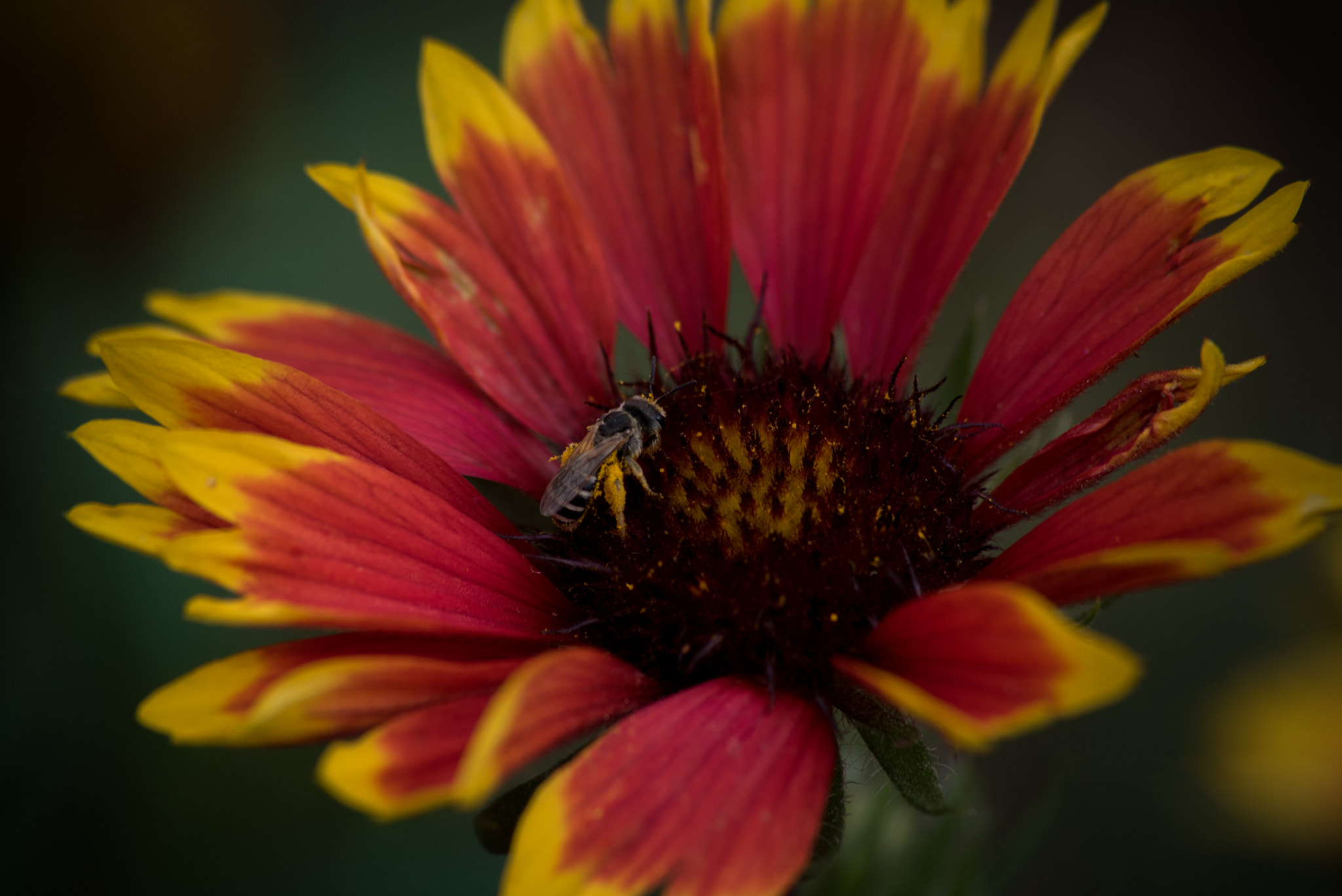 Sigma 70-300mm F4-5.6 APO DG Macro sample photo. I'll title them later photography