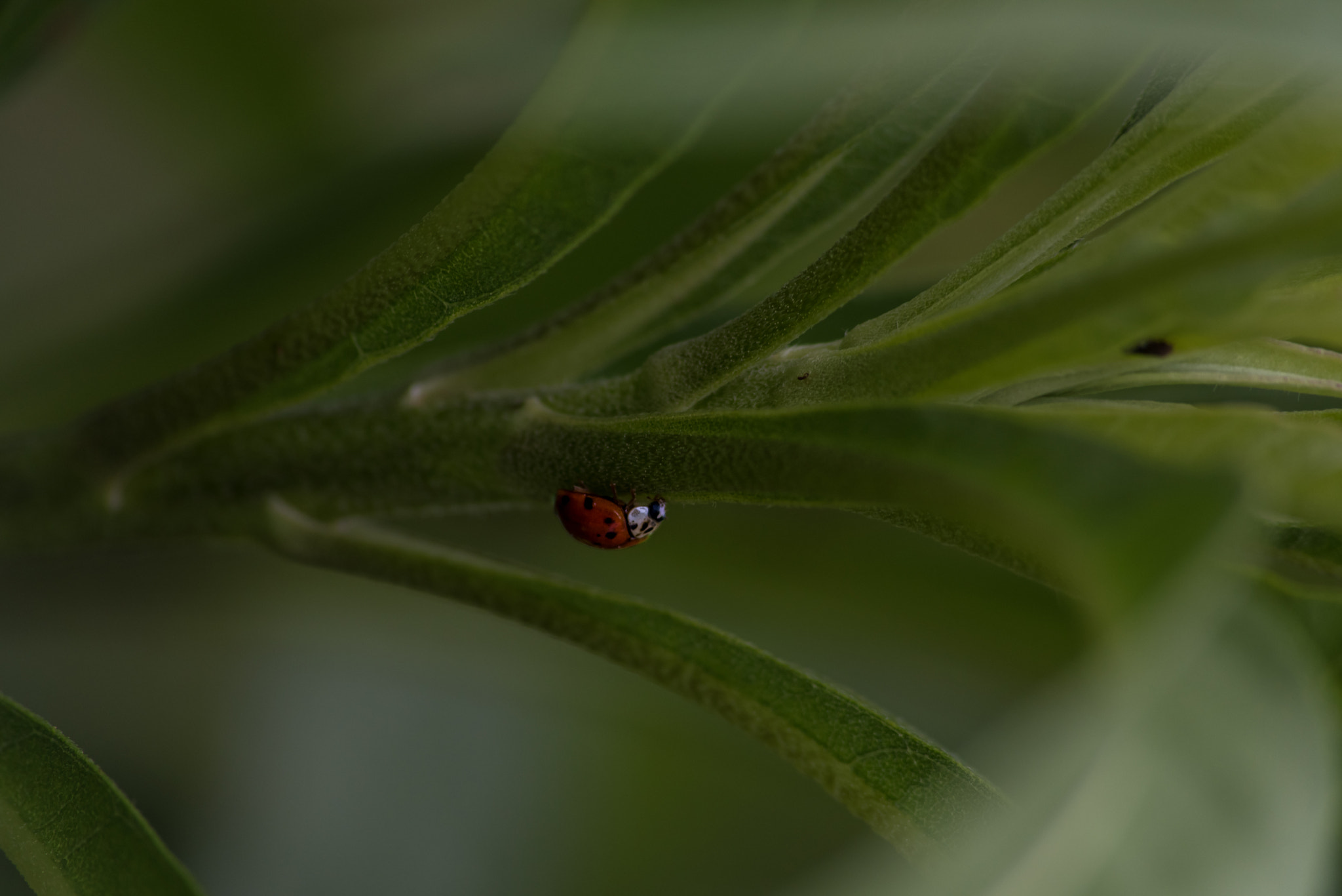 Sigma 70-300mm F4-5.6 APO DG Macro sample photo. I'll title them later photography