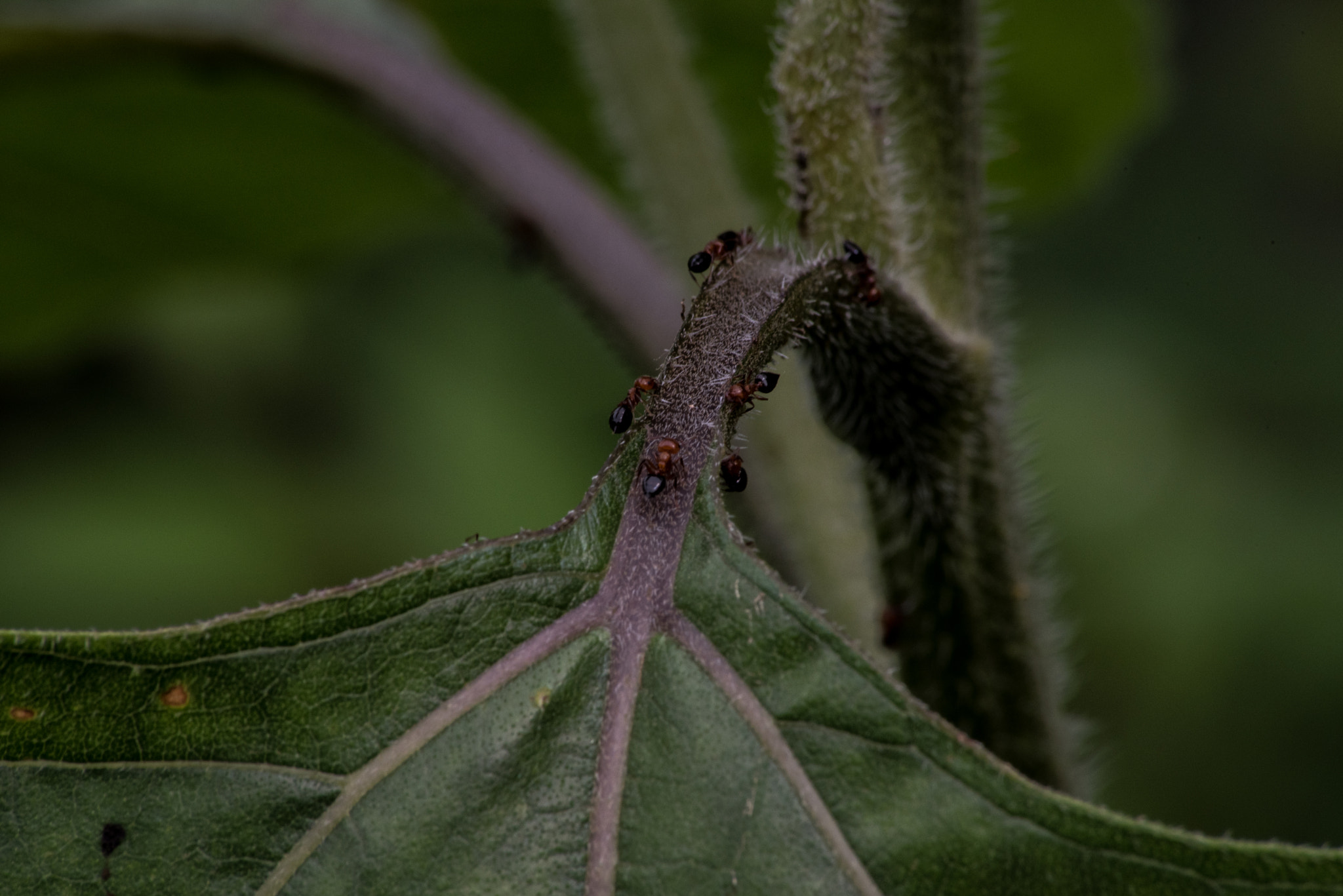 Sigma 70-300mm F4-5.6 APO DG Macro sample photo. I'll title them later photography