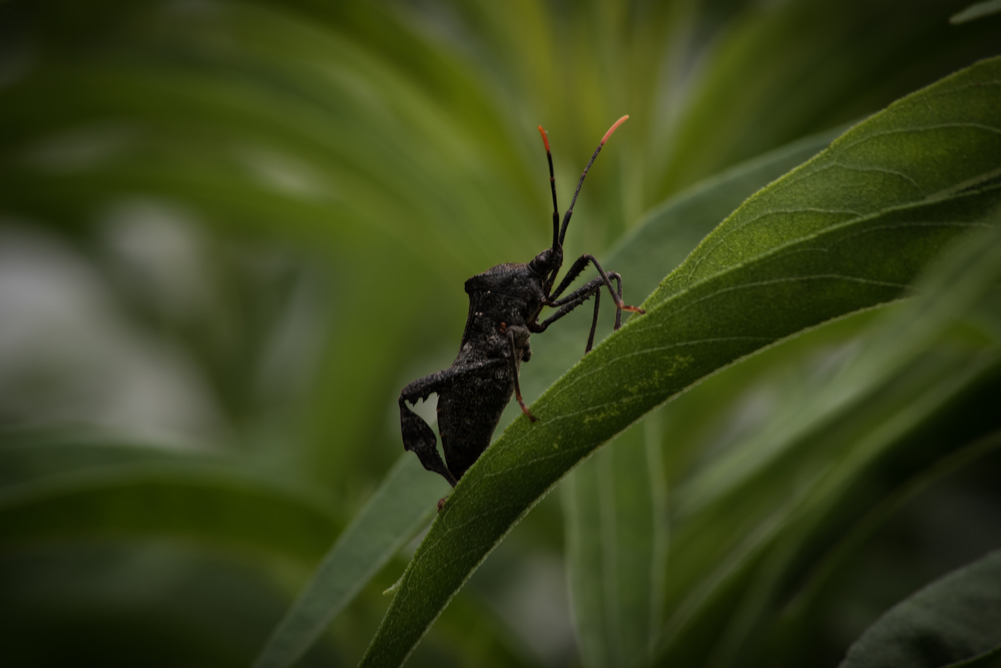 Sigma 70-300mm F4-5.6 APO DG Macro sample photo. I'll title them later photography