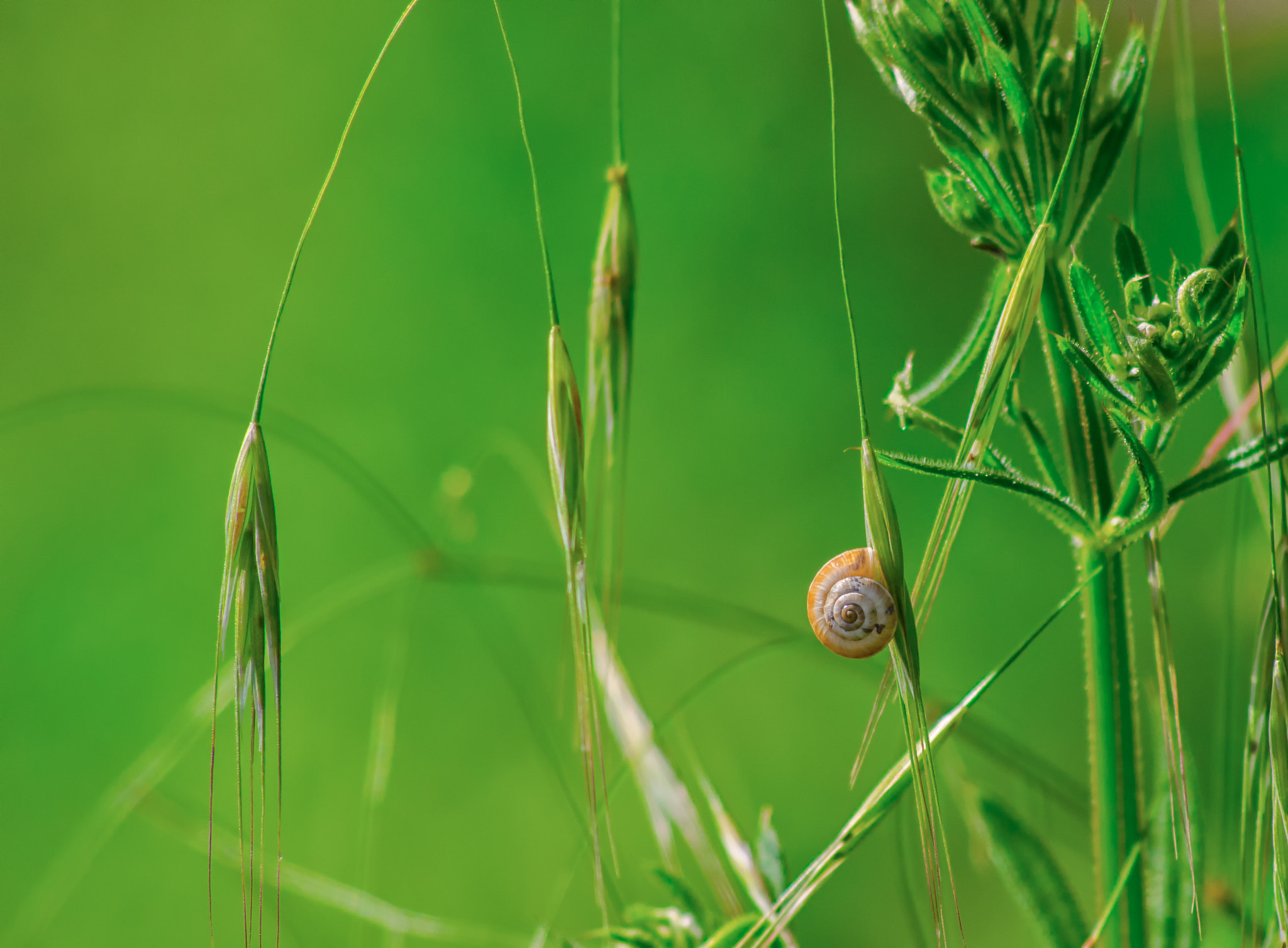 Nikon D7000 + AF Nikkor 70-210mm f/4-5.6 sample photo. The way of the snail photography