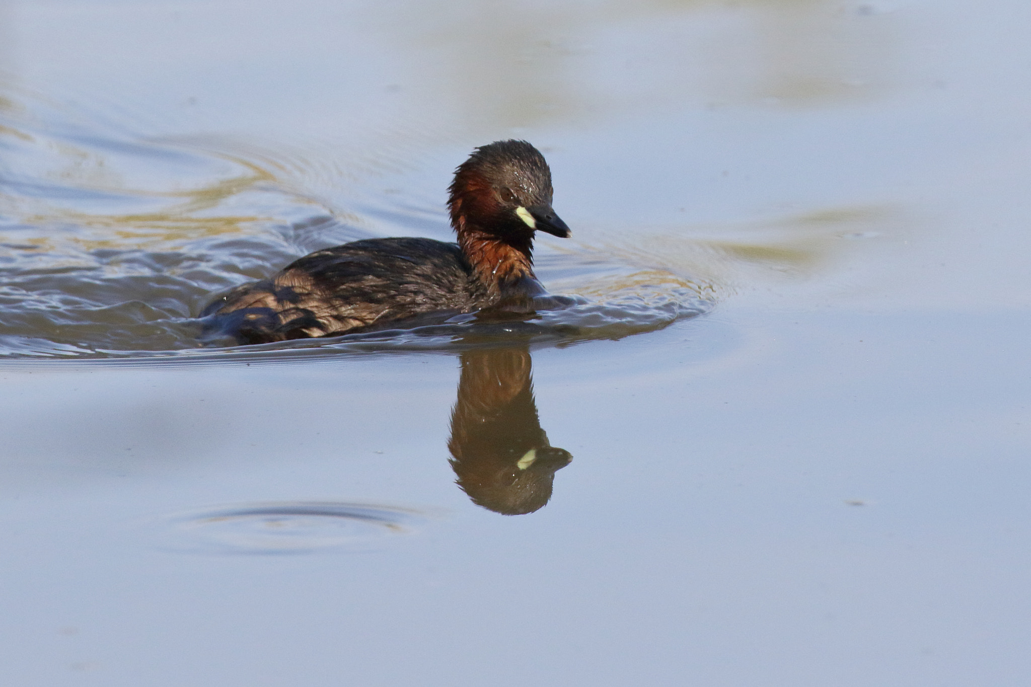 Canon EF 100-400mm F4.5-5.6L IS II USM sample photo. Grèbe castagneux photography