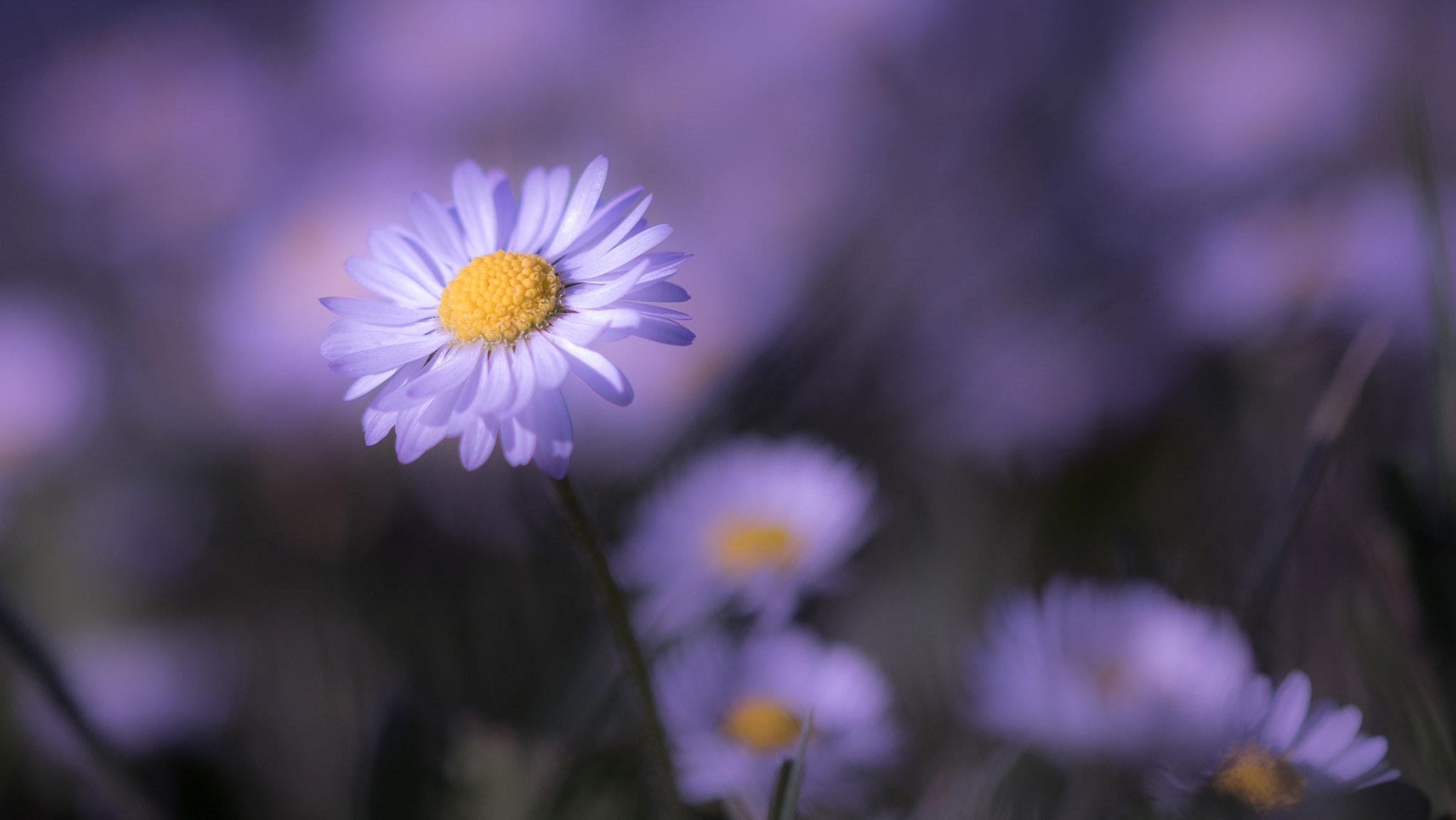 Canon EF 100mm F2.8 Macro USM sample photo. En toute douceur photography
