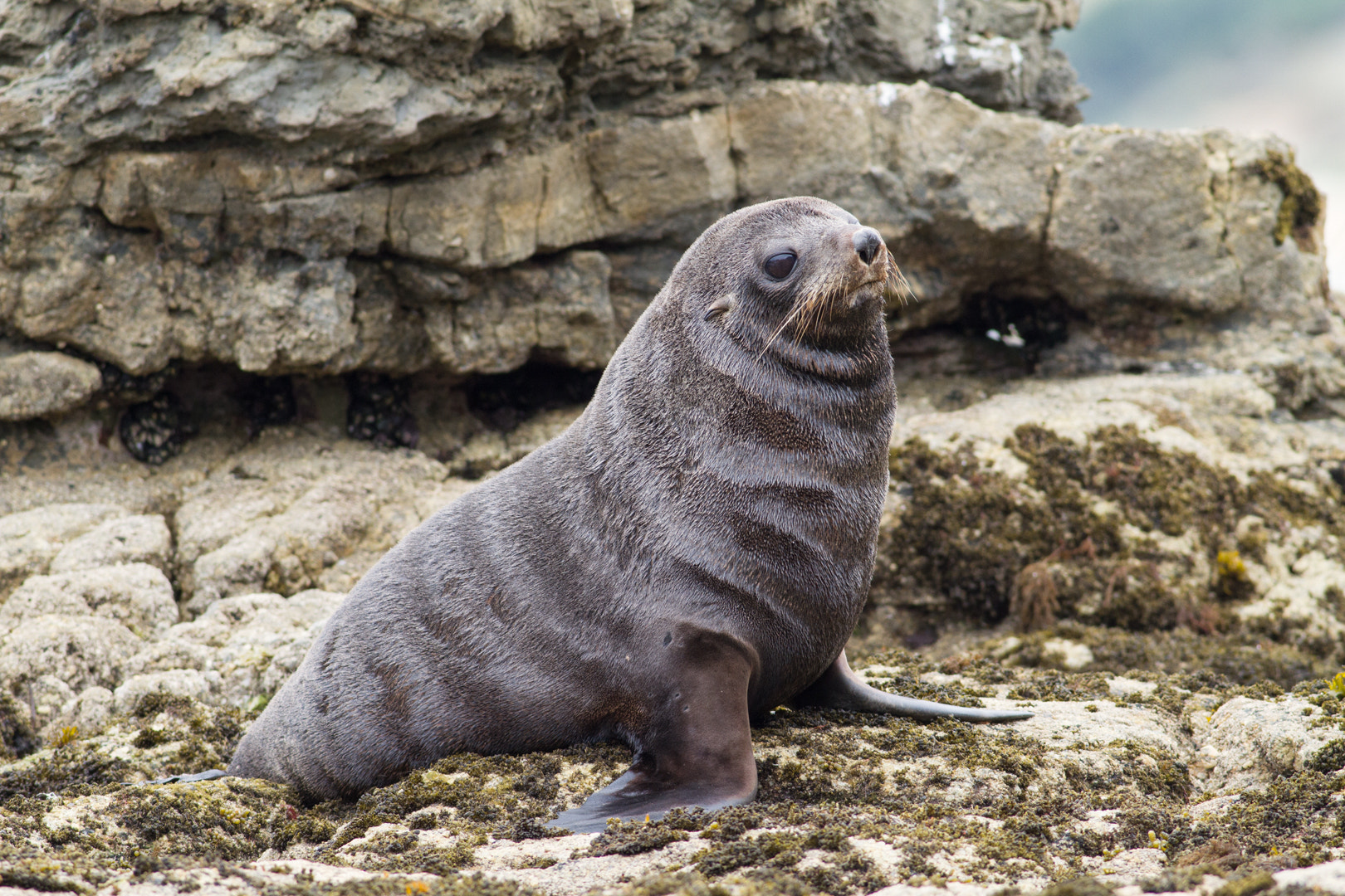 Canon EOS 7D + Canon EF 400mm F5.6L USM sample photo. Fur seal on the rocks photography
