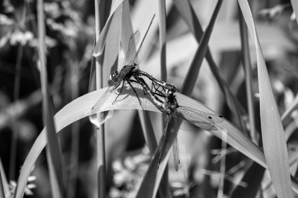 Canon EOS 600D (Rebel EOS T3i / EOS Kiss X5) + Canon EF 70-200mm F4L USM sample photo. Dragonfly photography