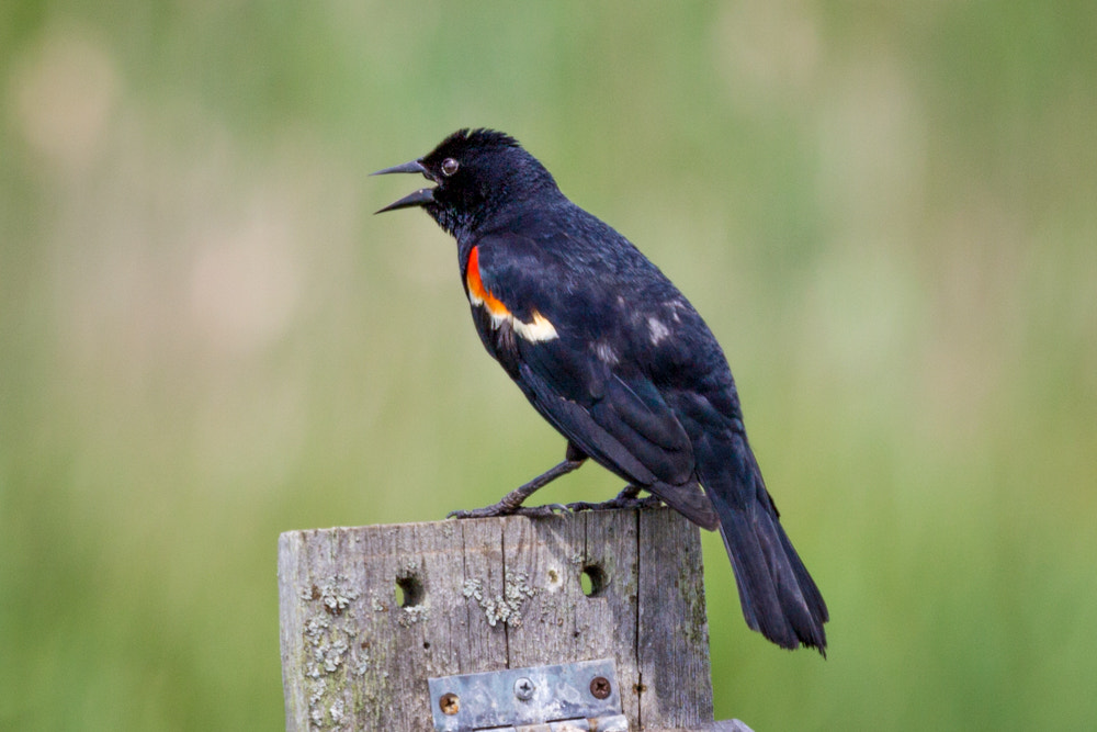 Canon EOS 600D (Rebel EOS T3i / EOS Kiss X5) + Canon EF 70-200mm F4L USM sample photo. Perched on the house photography