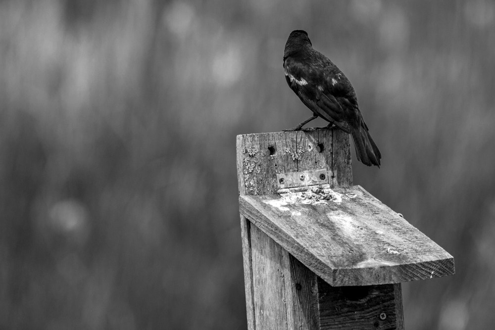 Canon EOS 600D (Rebel EOS T3i / EOS Kiss X5) + Canon EF 70-200mm F4L USM sample photo. Perched on the house photography
