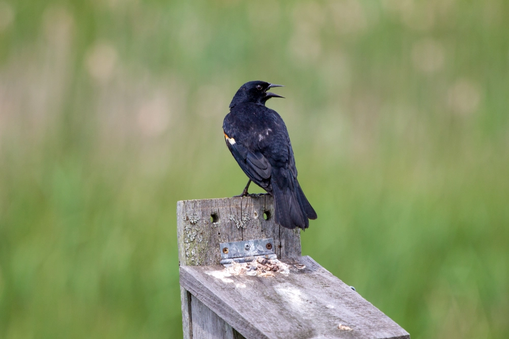 Canon EOS 600D (Rebel EOS T3i / EOS Kiss X5) + Canon EF 70-200mm F4L USM sample photo. Perched on the house photography