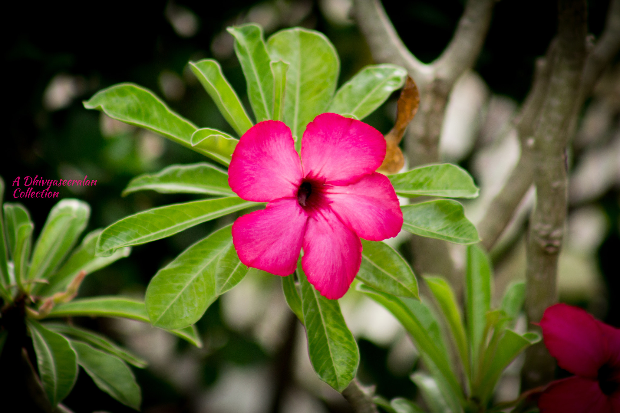 Canon EF 75-300mm f/4-5.6 USM sample photo. Flower photography