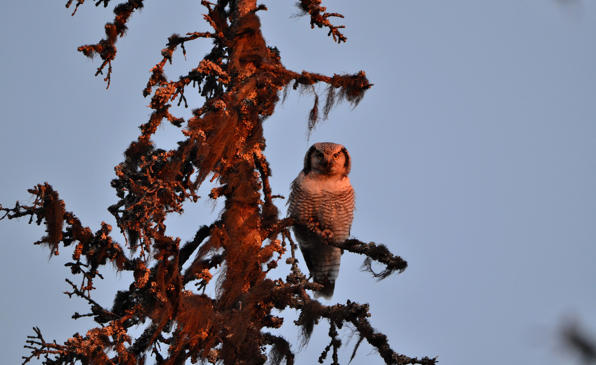 Nikon D3100 sample photo. Hawk owl photography