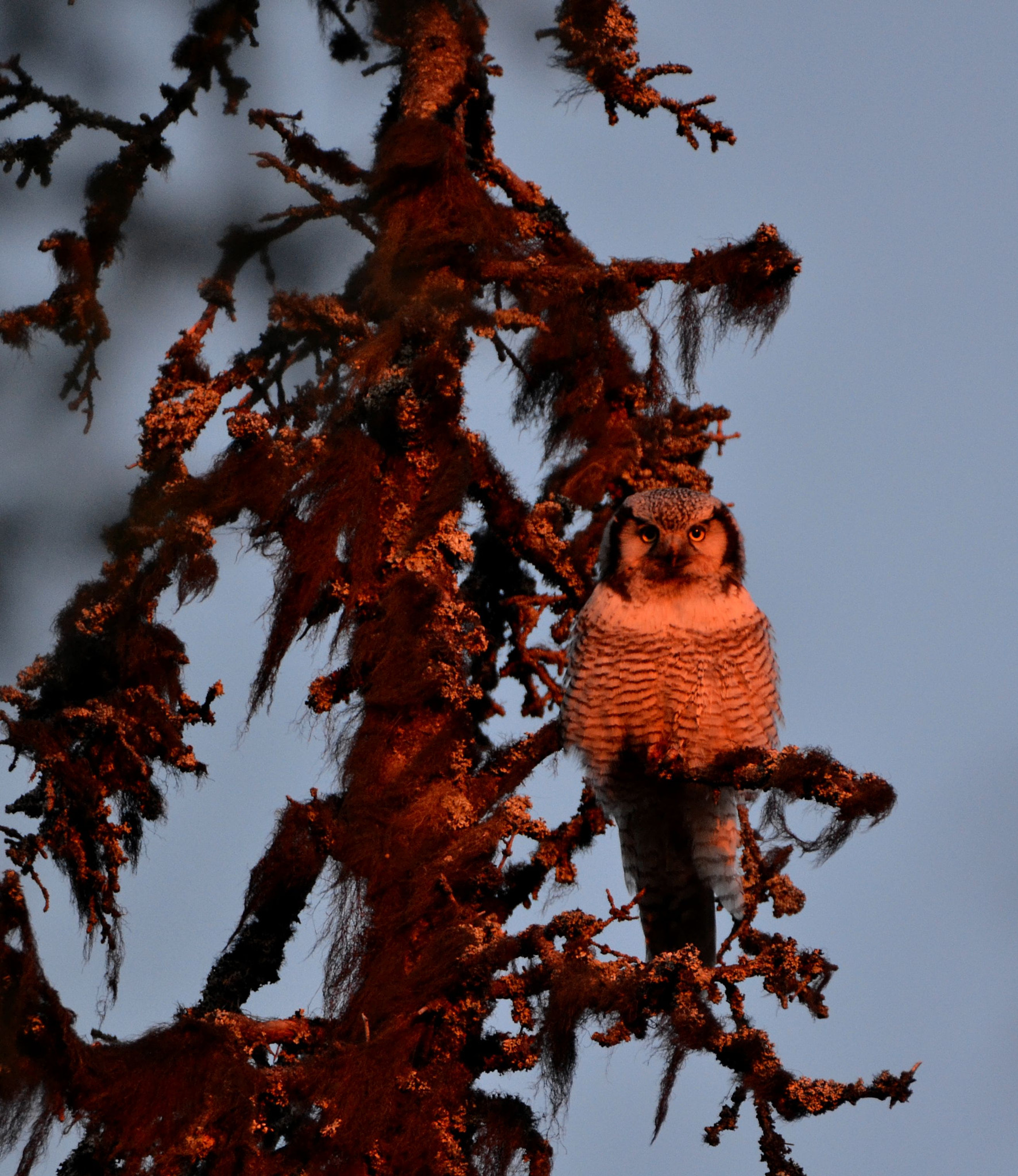 Nikon D3100 sample photo. Hawk owl photography