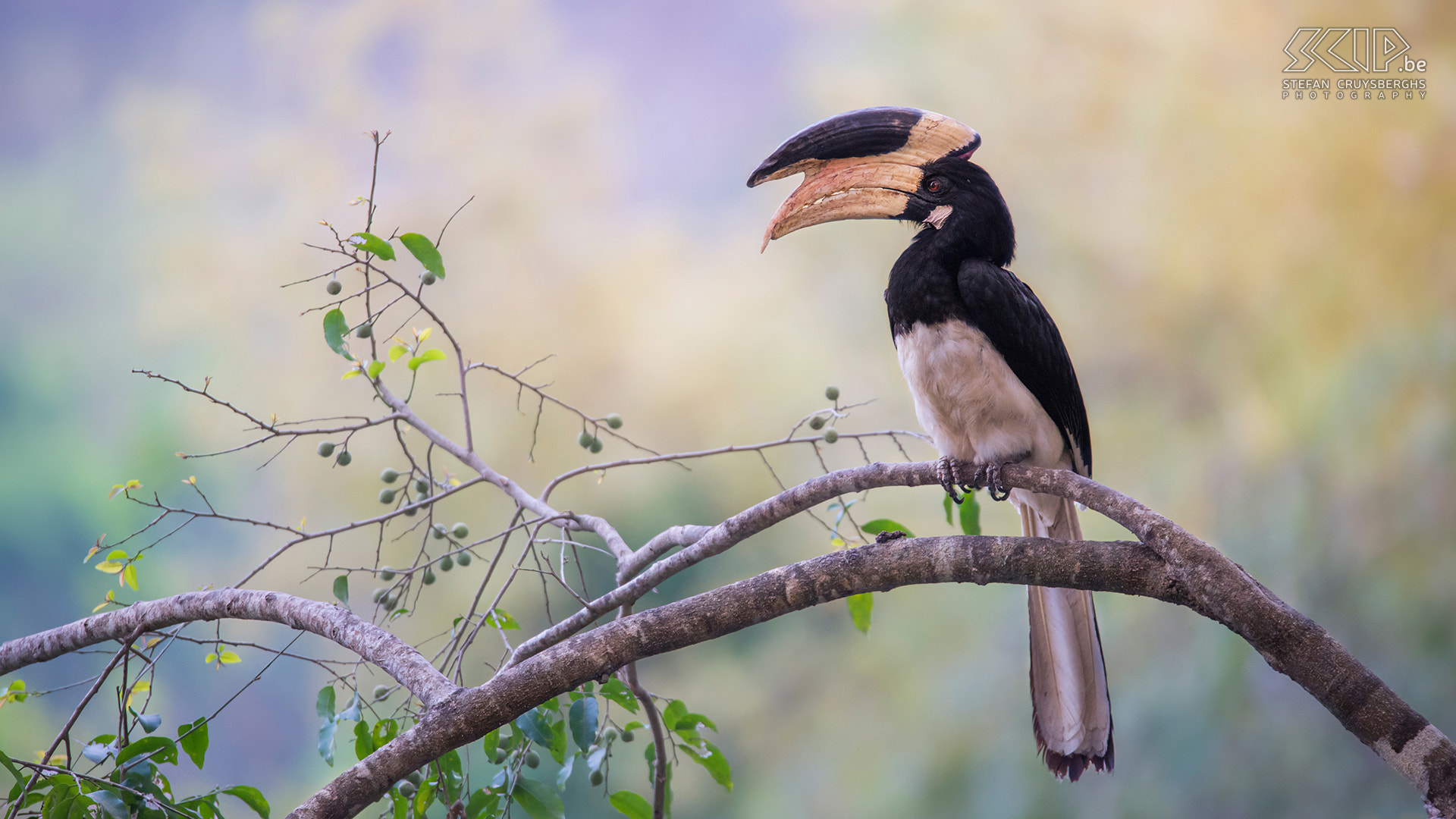 Sigma 150-600mm F5-6.3 DG OS HSM | S sample photo. Malabar pied hornbill photography